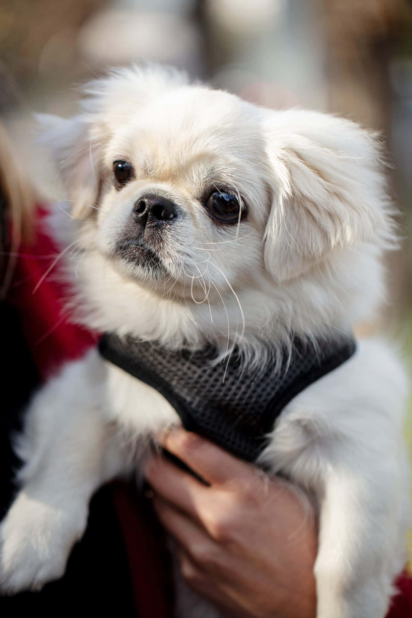 Pekingese 桌布 壁紙 — 一隻毛茸茸的白色小狗，深色眼睛，戴著黑色胸背帶，被一個人溫柔地捧在手中，在戶外。