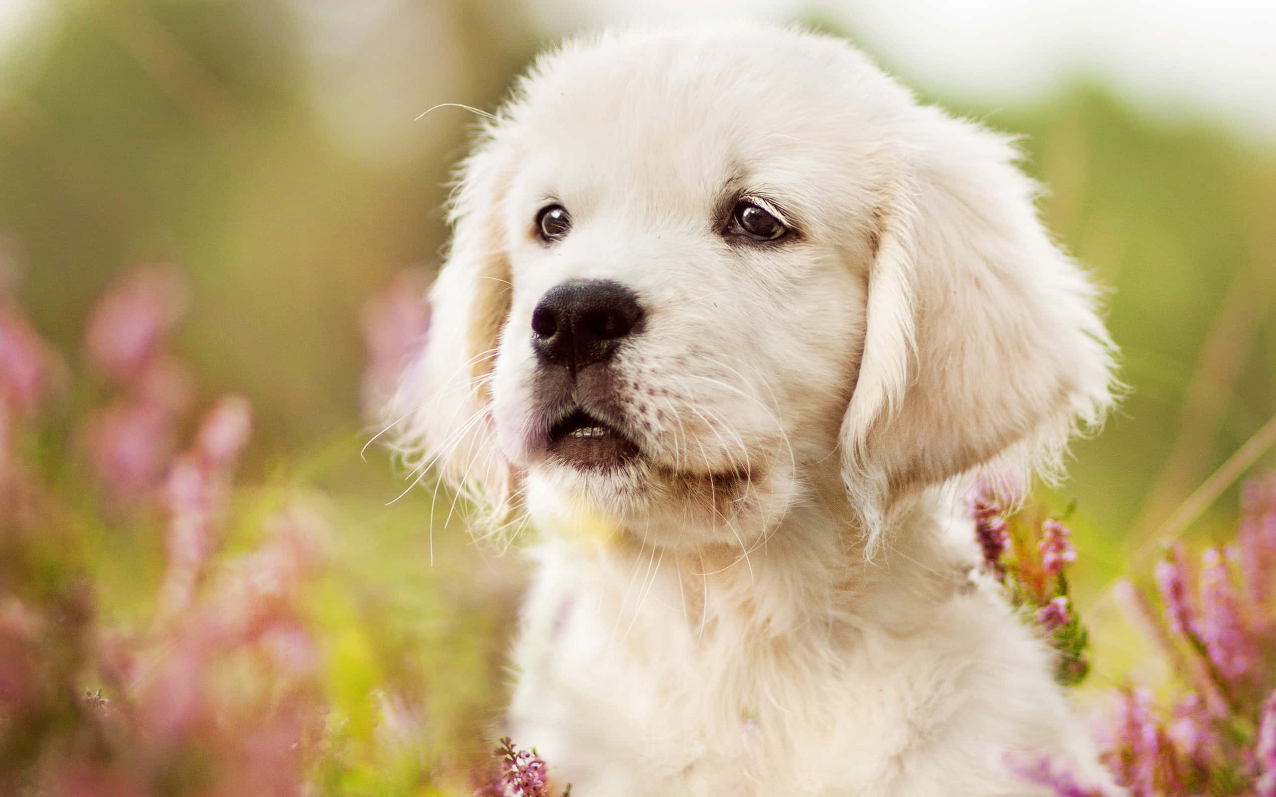 golden retriever puppy 桌布 壁紙 — 一隻毛茸茸的白色小狗，深色眼睛，在模糊的粉紅色和綠色樹葉中溫柔地凝視。