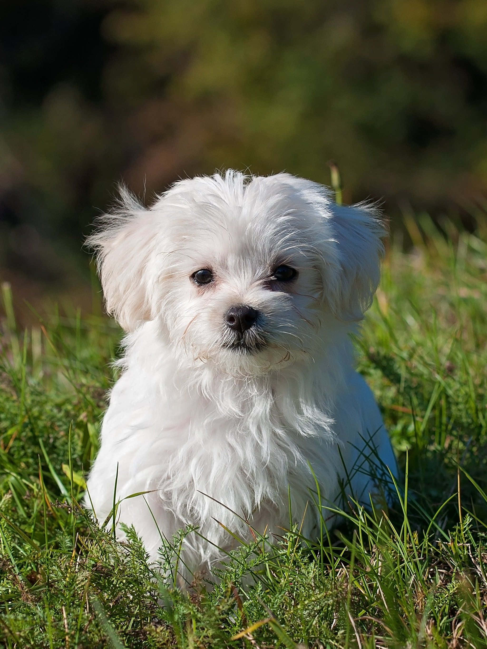 Maltese Puppies 桌布 壁紙 — 一隻毛茸茸的白色小狗，深色眼睛，在明亮的陽光下專注地坐在充滿活力的綠色草地上。