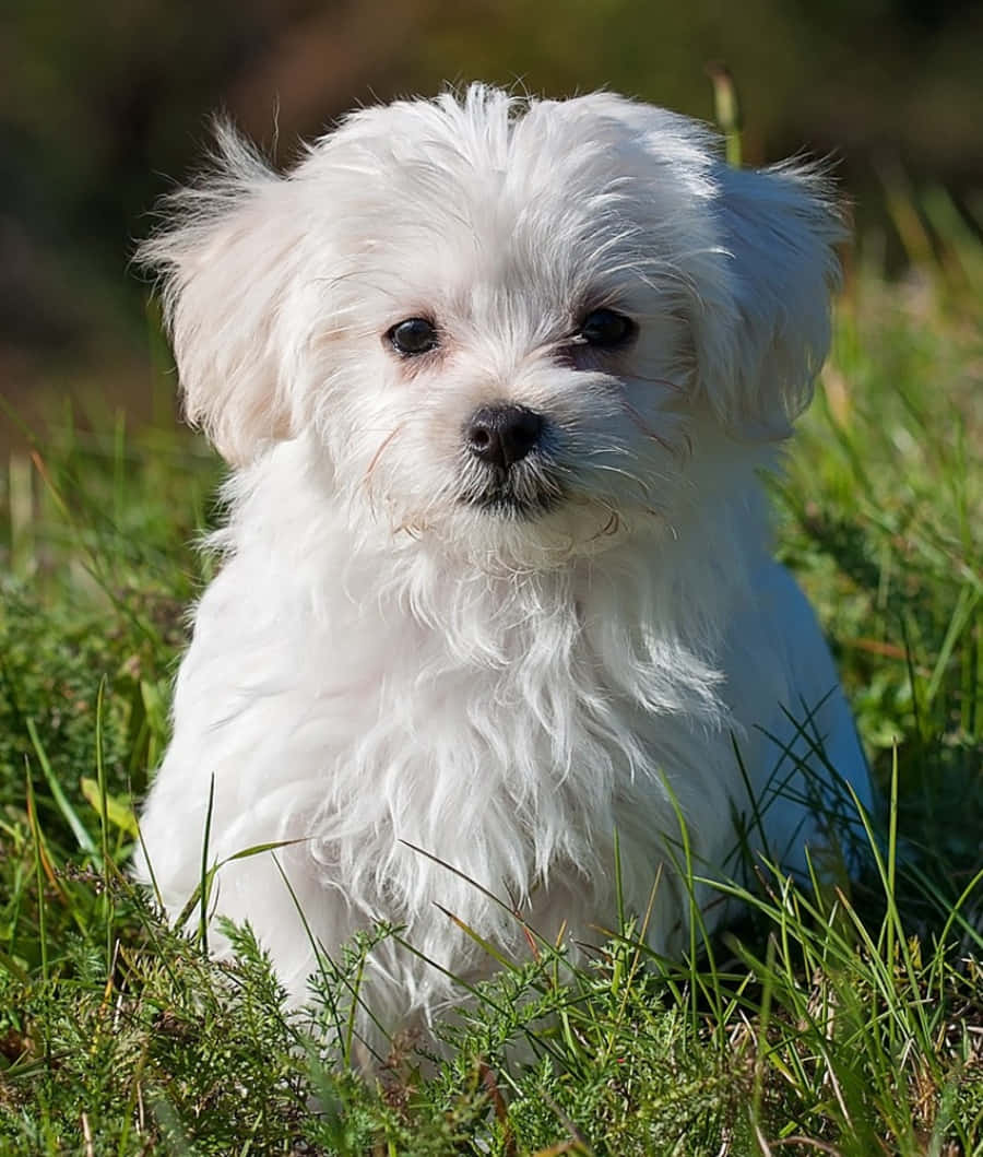 Maltese Puppy 桌布 壁紙 — 一隻毛茸茸的白色小狗，深色眼睛，在明亮的陽光下專注地坐在充滿活力的綠色草地上。