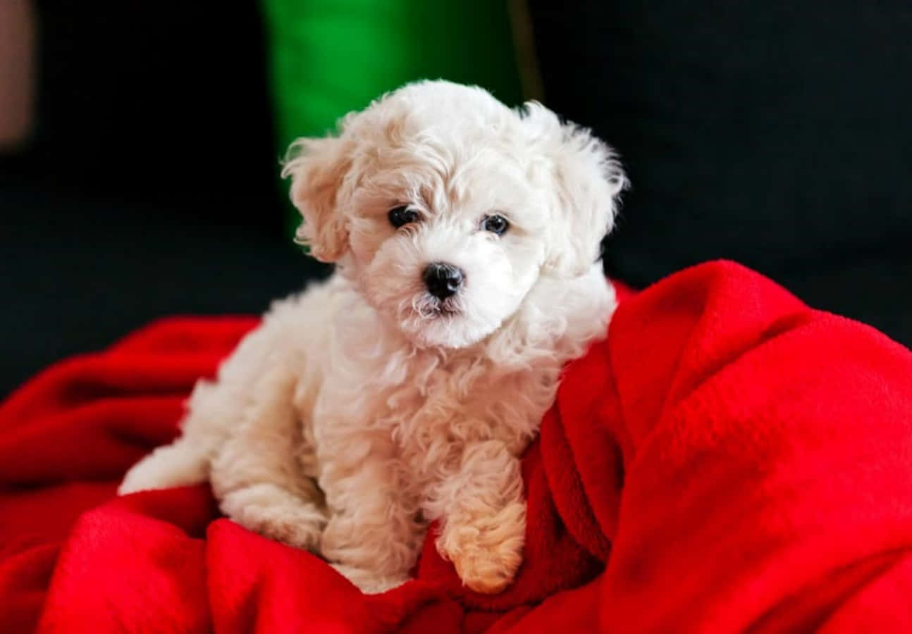 Bichon Frise 桌布 壁紙 — 一隻毛茸茸的白色小狗，深色眼睛，可愛地坐在鮮紅色毯子上，背景為深色。