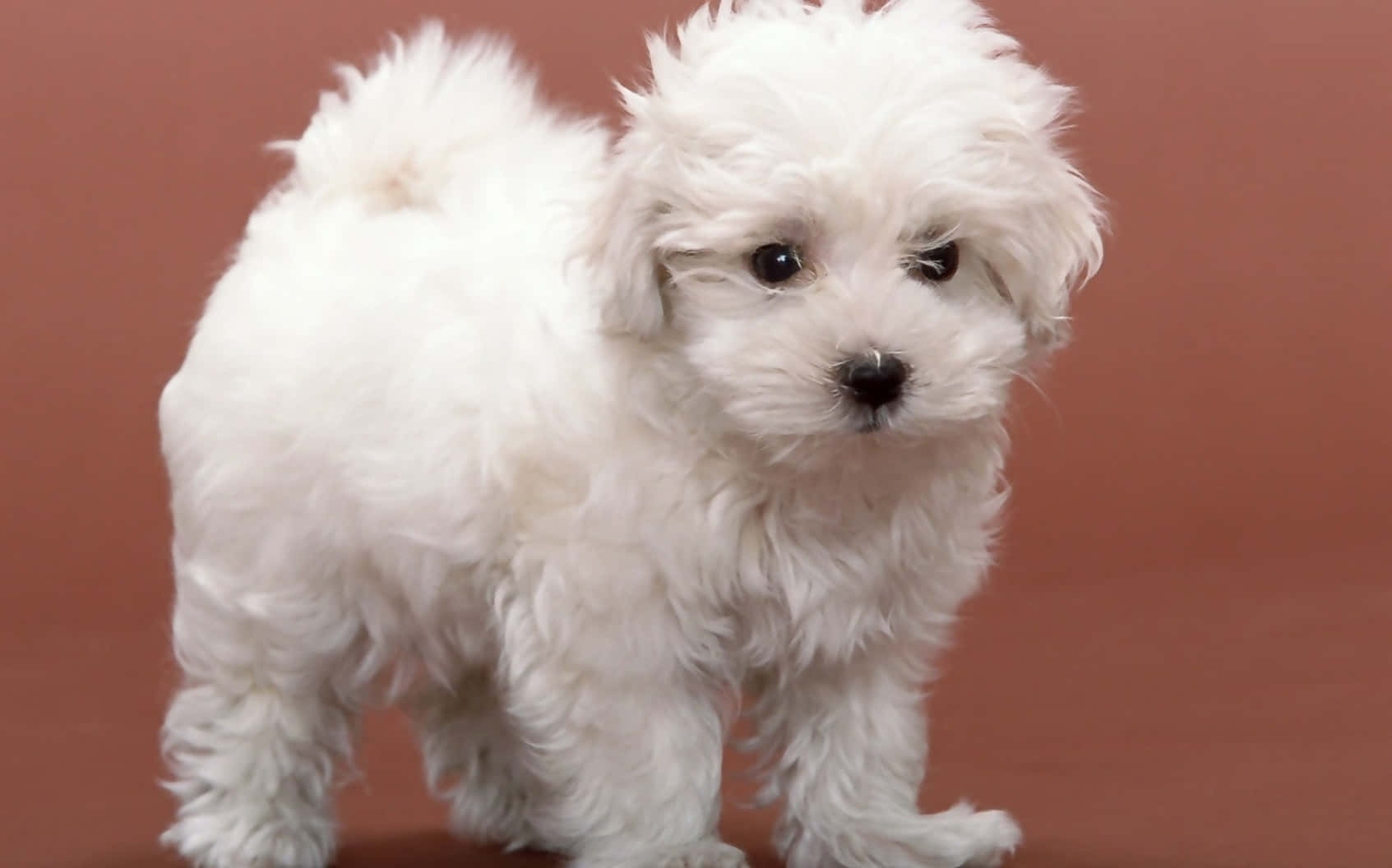 Bichon Frise 桌布 壁紙 — 一隻毛茸茸的白色小狗，深色眼睛，警覺地站在純色陶土背景前。