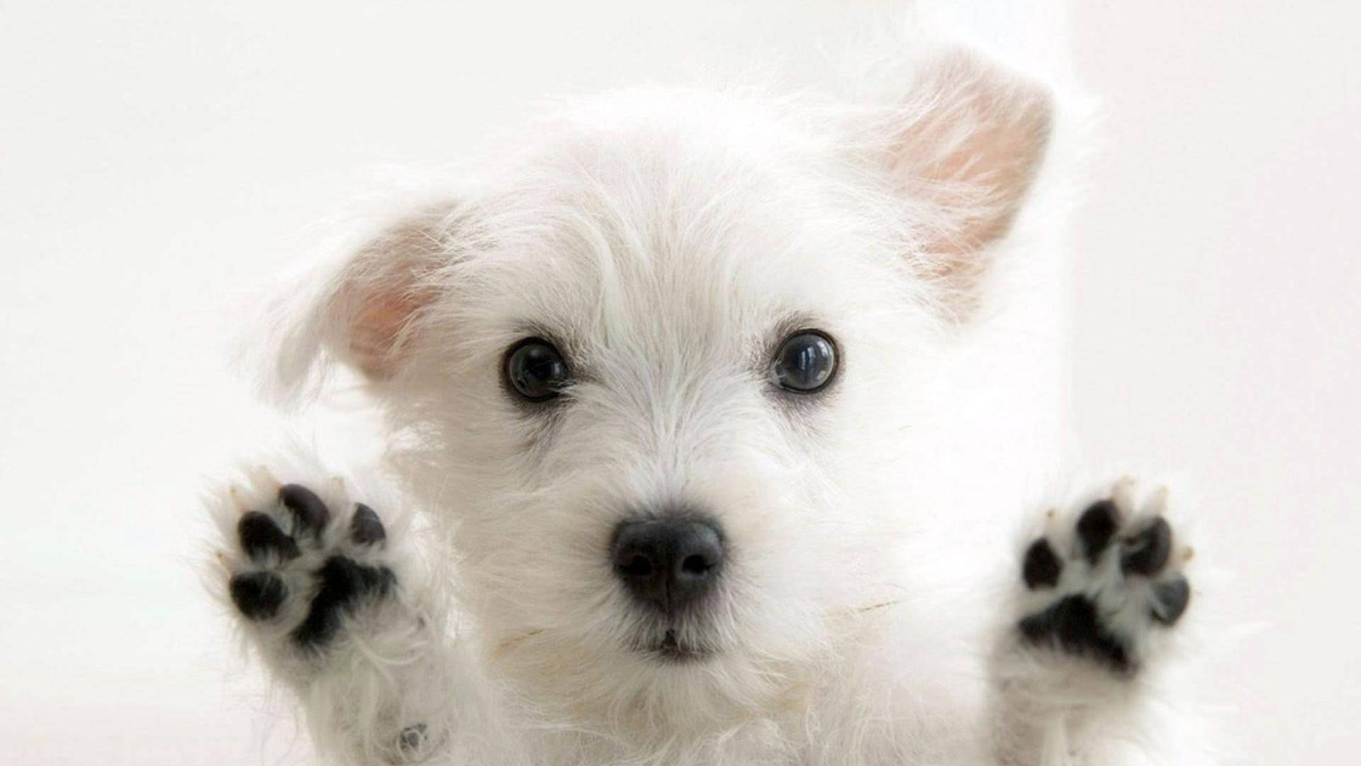 可愛動物動圖 桌布 壁紙 — 一隻毛茸茸的白色小狗，深色眼睛，在純白背景前做出玩耍姿勢，抬起爪子。