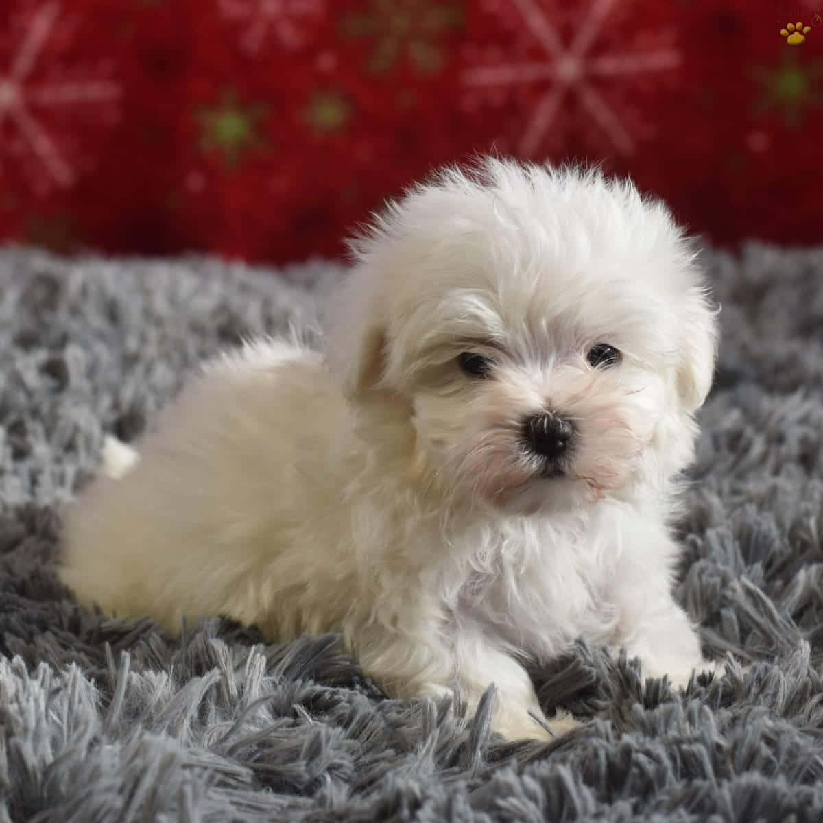 Maltese Puppies 桌布 壁紙 — 一隻毛茸茸的白色小狗，深色眼睛，坐在灰色長毛地毯上，背景是紅色圖案。