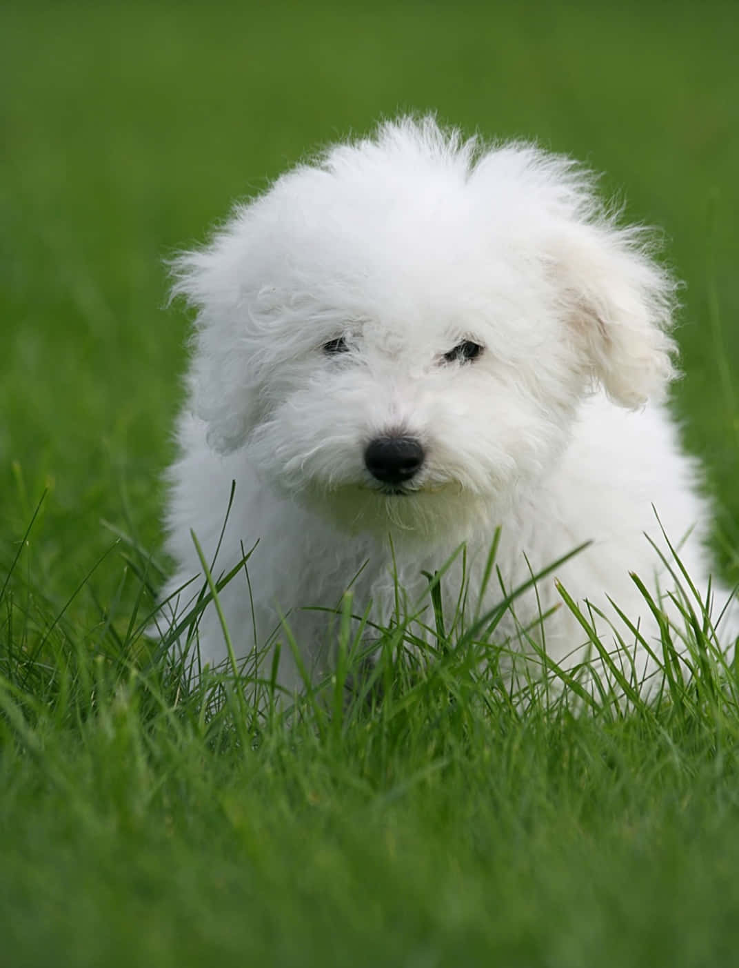 Bichon Frise 桌布 壁紙 — 一隻毛茸茸的白色小狗，深色眼睛和鼻子，坐在充滿活力的綠色草地上，直視鏡頭。