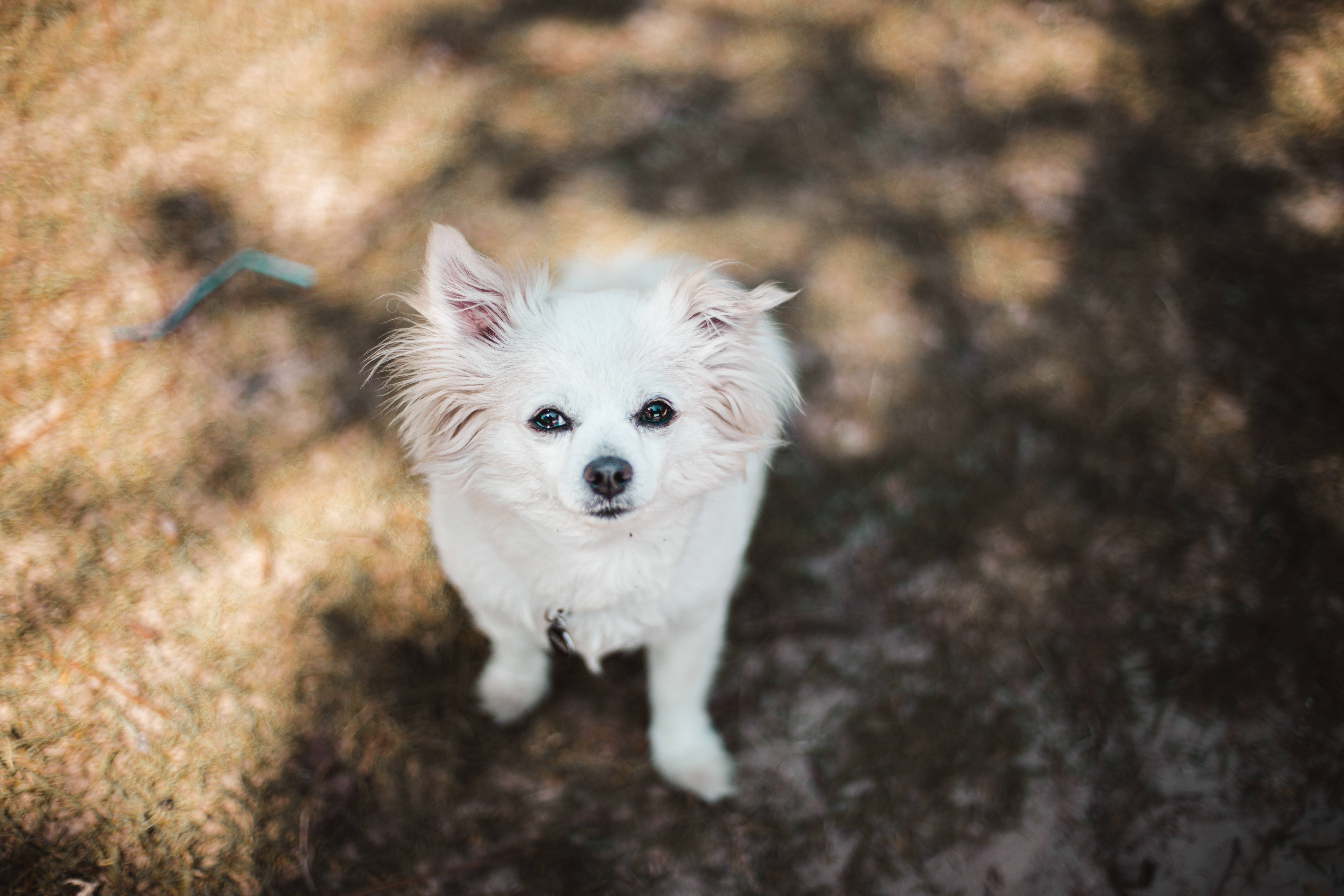 Pomeranian 桌布 壁紙 — 一隻毛茸茸的白色小狗，眼睛明亮，從樹葉間灑落的斑駁陽光下抬頭仰望。