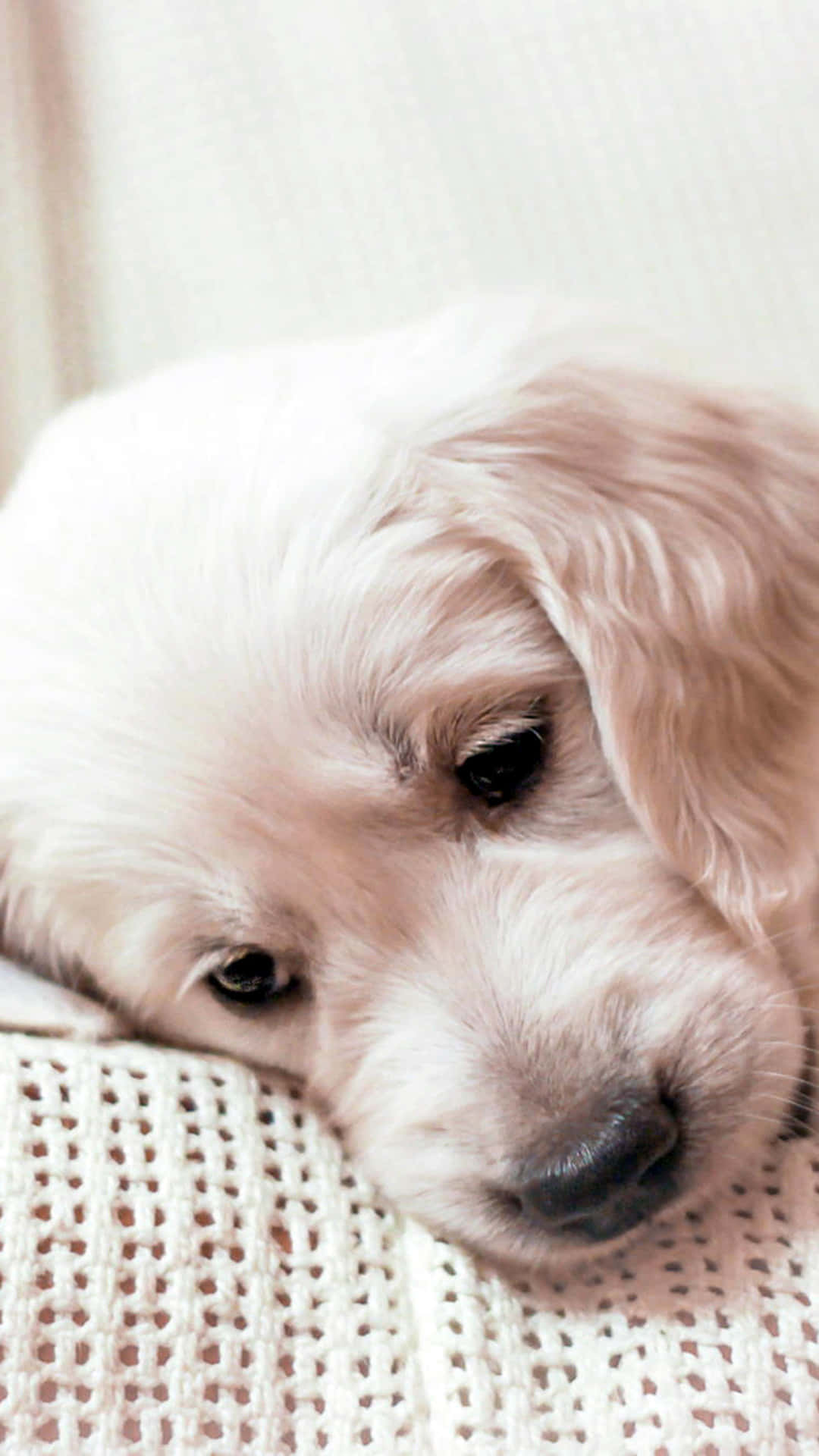 golden retriever puppy 桌布 壁紙 — 一隻毛茸茸的白色小狗，眼神柔和，將頭靠在米色針織毯上。