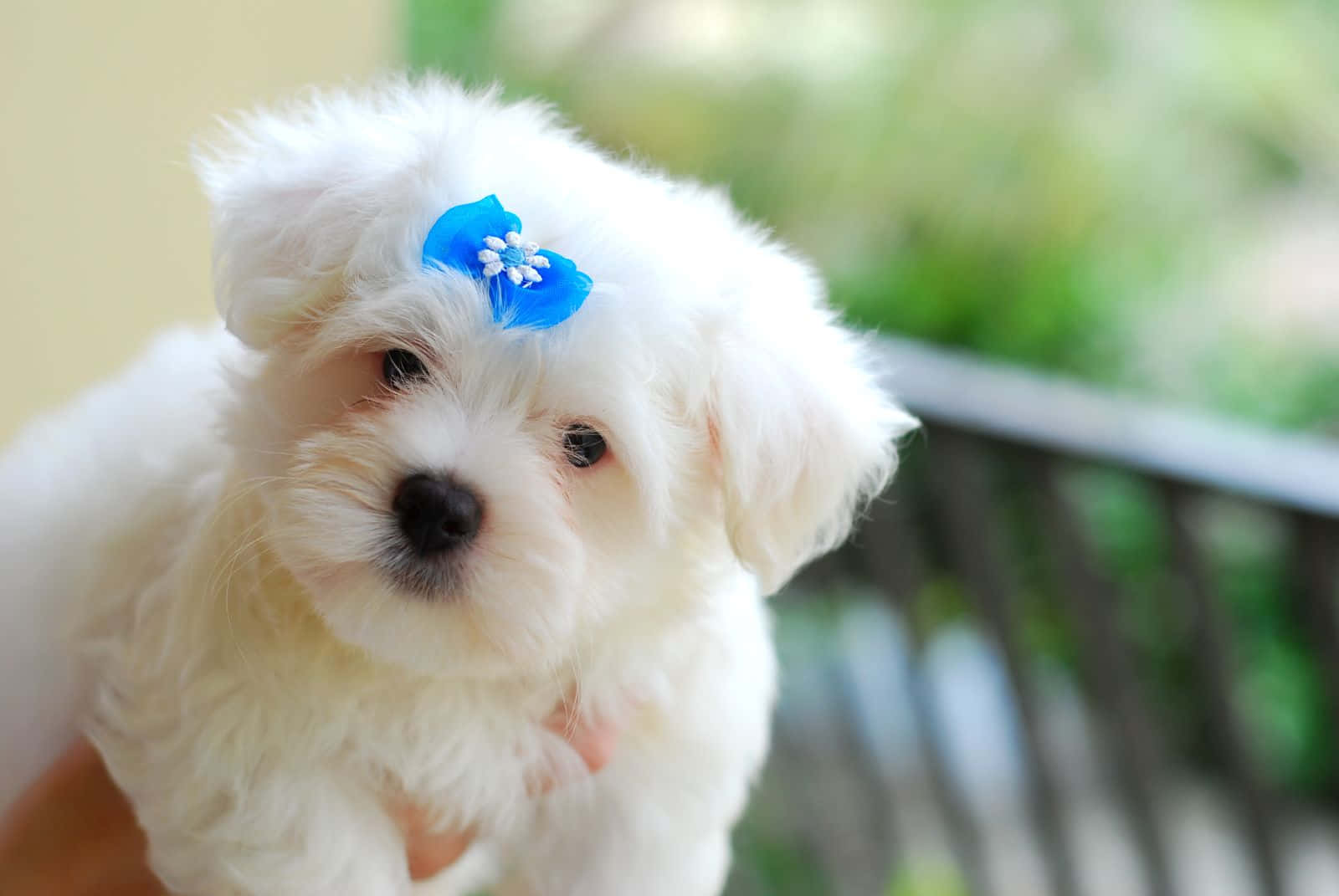 Maltese Puppy 桌布 壁紙 — 一隻毛茸茸的白色小狗，頭上戴著藍色蝴蝶結，被抱著時好奇地看著相機。