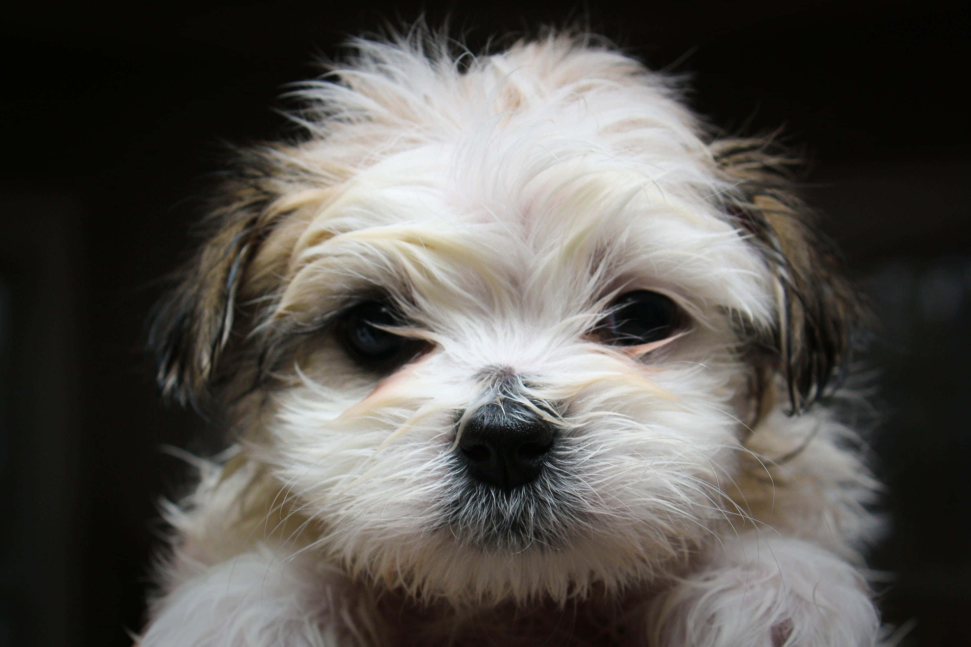 shih tzu 桌布 壁紙 — 一隻毛茸茸的白色小狗，黑色眼睛和鼻子，在深色背景下直視鏡頭的特寫。