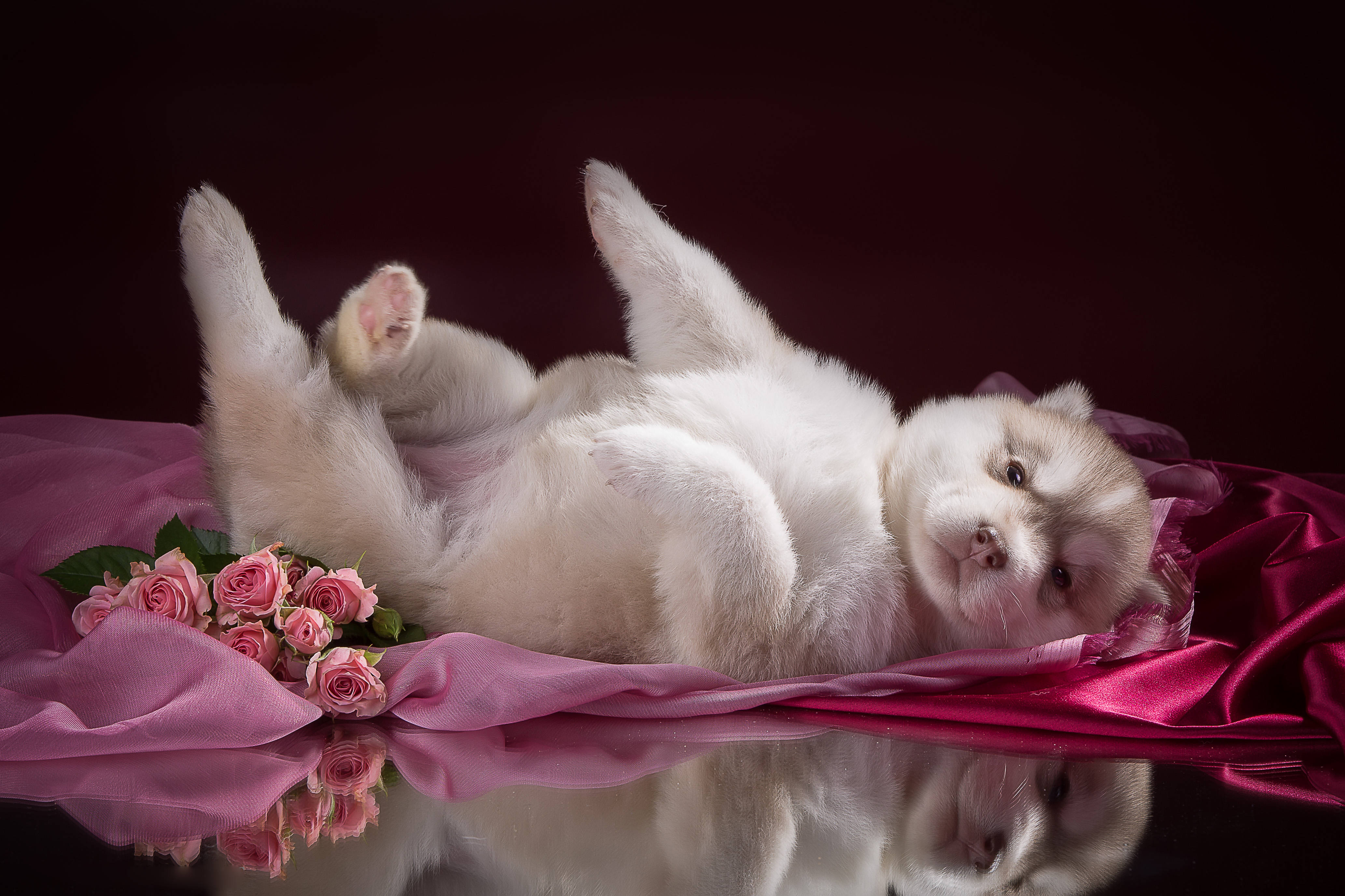 Cute Puppy 桌布 壁紙 — 一隻毛茸茸的白色小狗仰臥在粉紅色緞面上，旁邊有粉紅色玫瑰，在深紅色背景下反射在光滑的表面上。