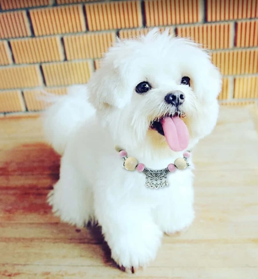 Maltese Puppy 桌布 壁紙 — 一隻毛茸茸的白色小狗伸出粉紅色舌頭，戴著珠珠項圈，背景是溫暖的磚牆。
