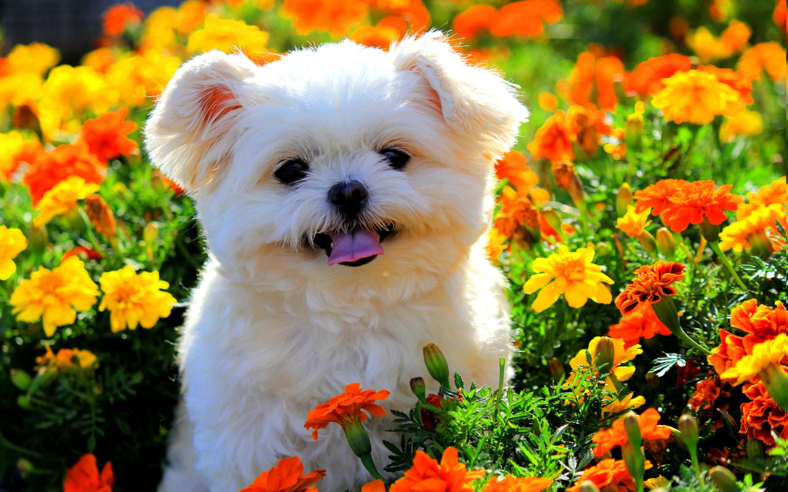 shih tzu 桌布 壁紙 — 一隻毛茸茸的白色小狗伸出舌頭，在明亮的陽光下快樂地坐在鮮豔的橙色和黃色萬壽菊中。