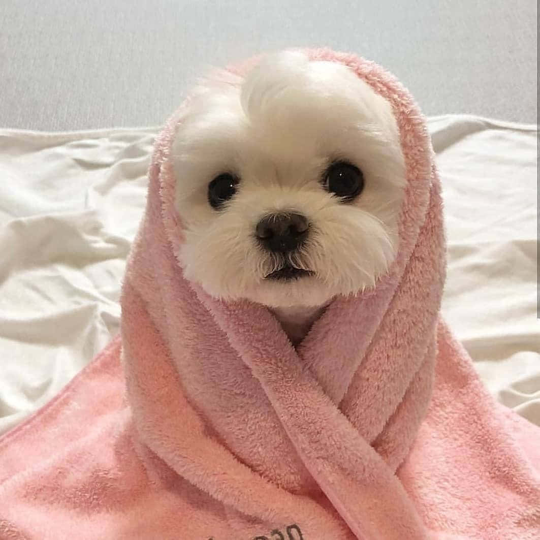 Adorable Puppy 桌布 壁紙 — 一隻毛茸茸的白色小狗包裹在柔軟的粉紅色毛巾中，在白色床上用大大的黑色眼睛直視鏡頭。