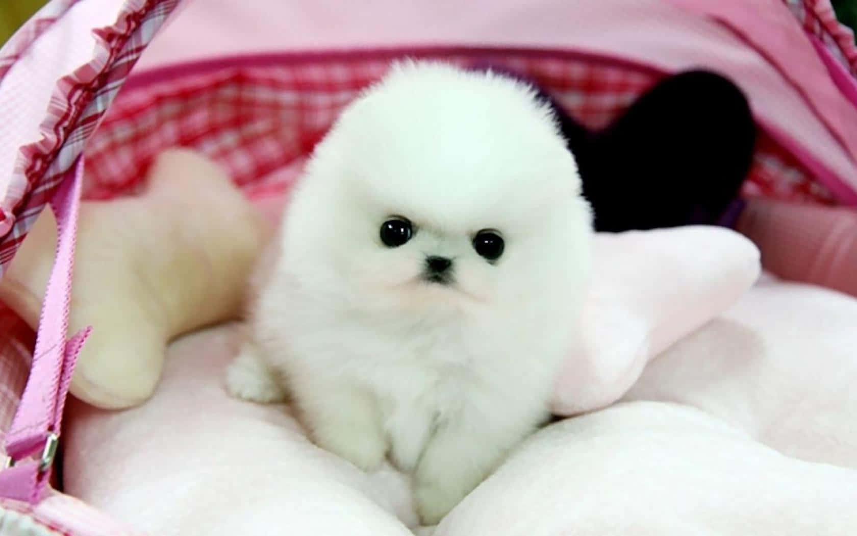 Pink Puppies 桌布 壁紙 — 一隻毛茸茸的白色小狗可愛地坐在粉紅色格子寵物床中，周圍環繞著柔軟的毛絨玩具。