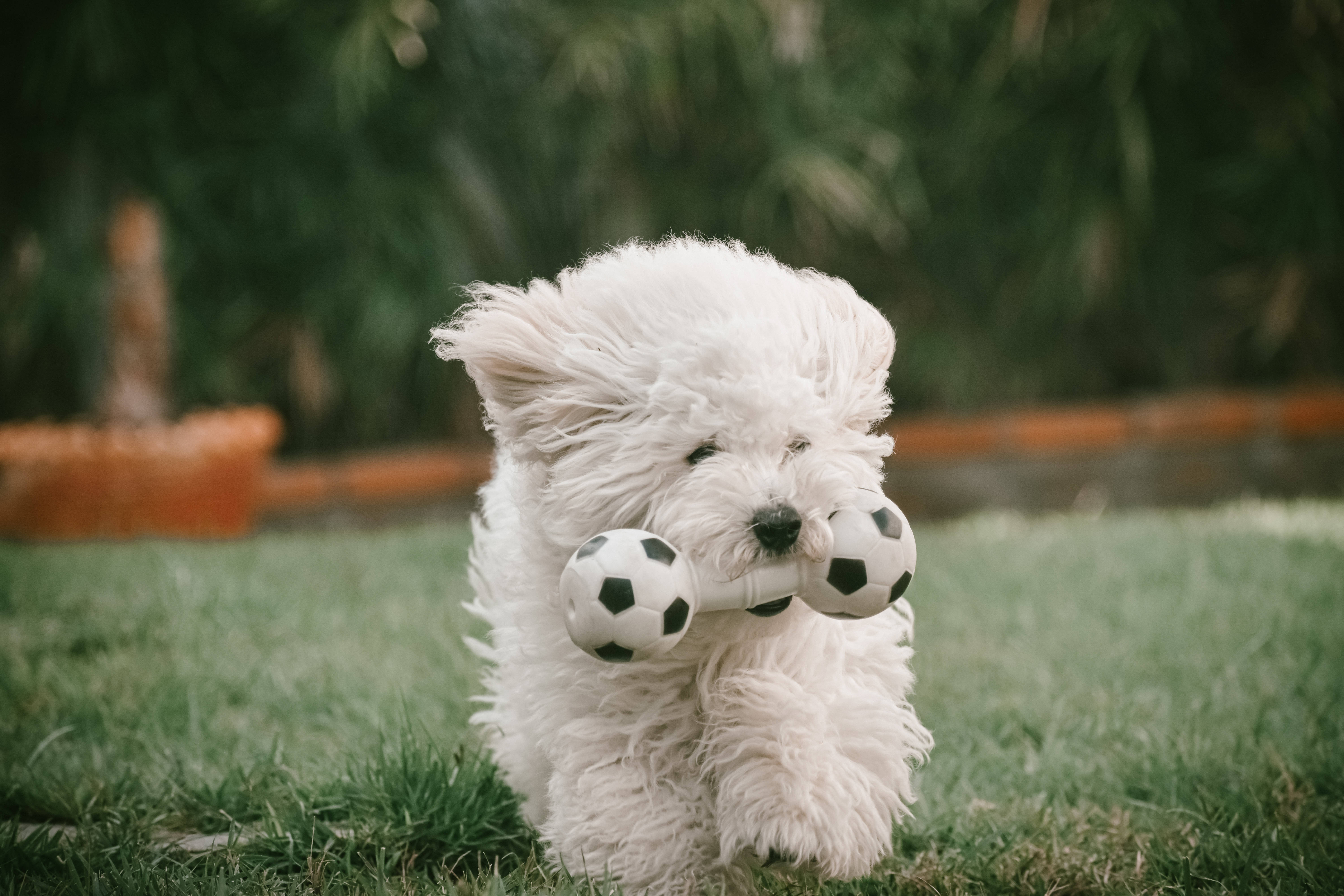 Poodle 桌布 壁紙 — 一隻毛茸茸的白色小狗叼著一個迷你足球在綠色草地上奔跑。