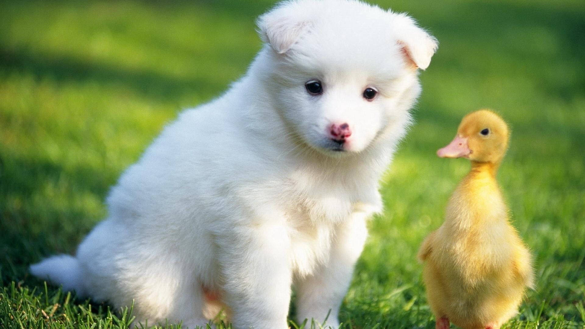 animals 桌布 壁紙 — 一隻毛茸茸的白色小狗和一隻小黃鴨一起坐在鮮綠色的草地上，沐浴在明亮的陽光下。