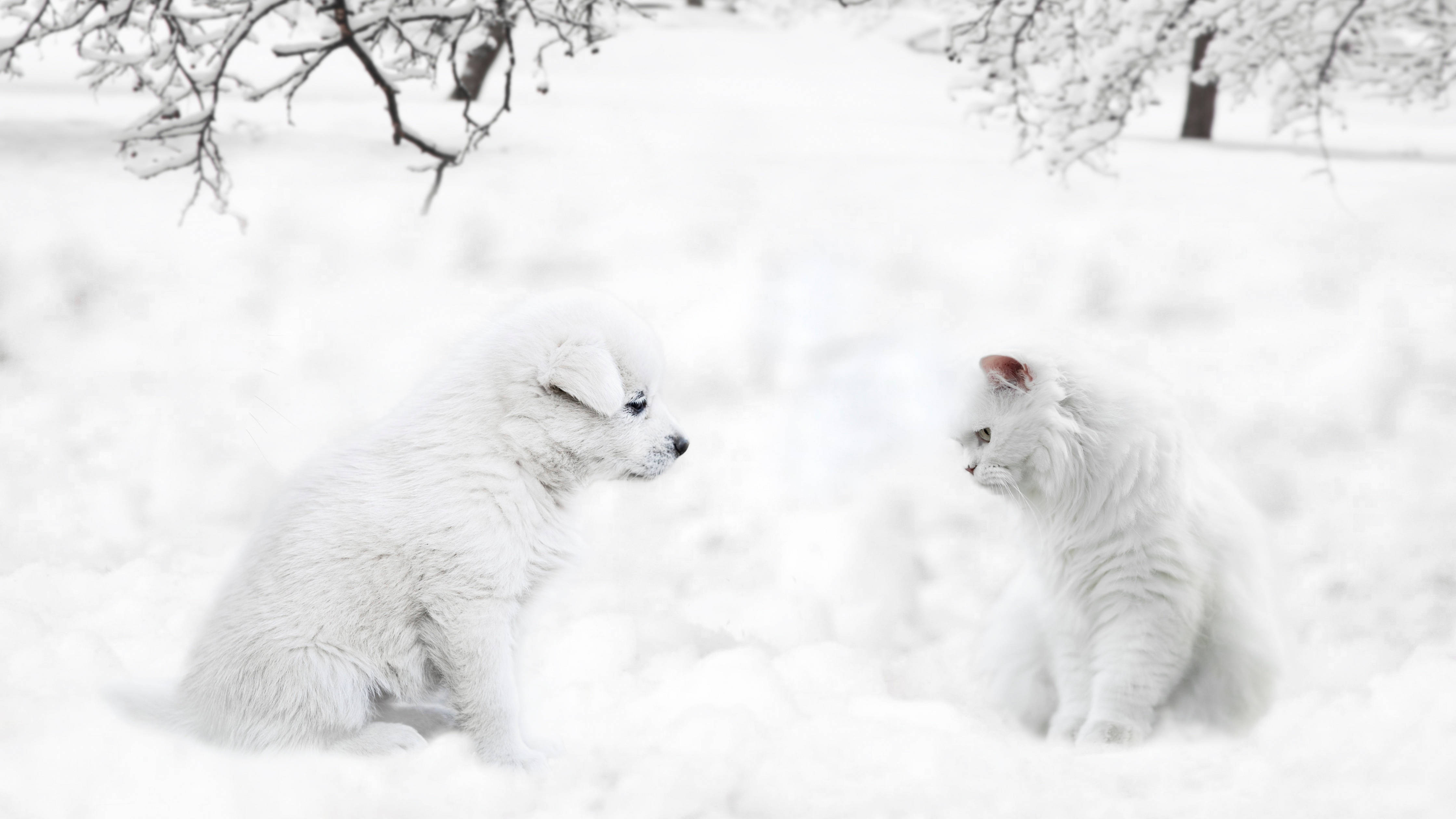 animals 桌布 壁紙 — 一隻毛茸茸的白色小狗和小貓在冬日禿樹下的雪地中相對而坐。
