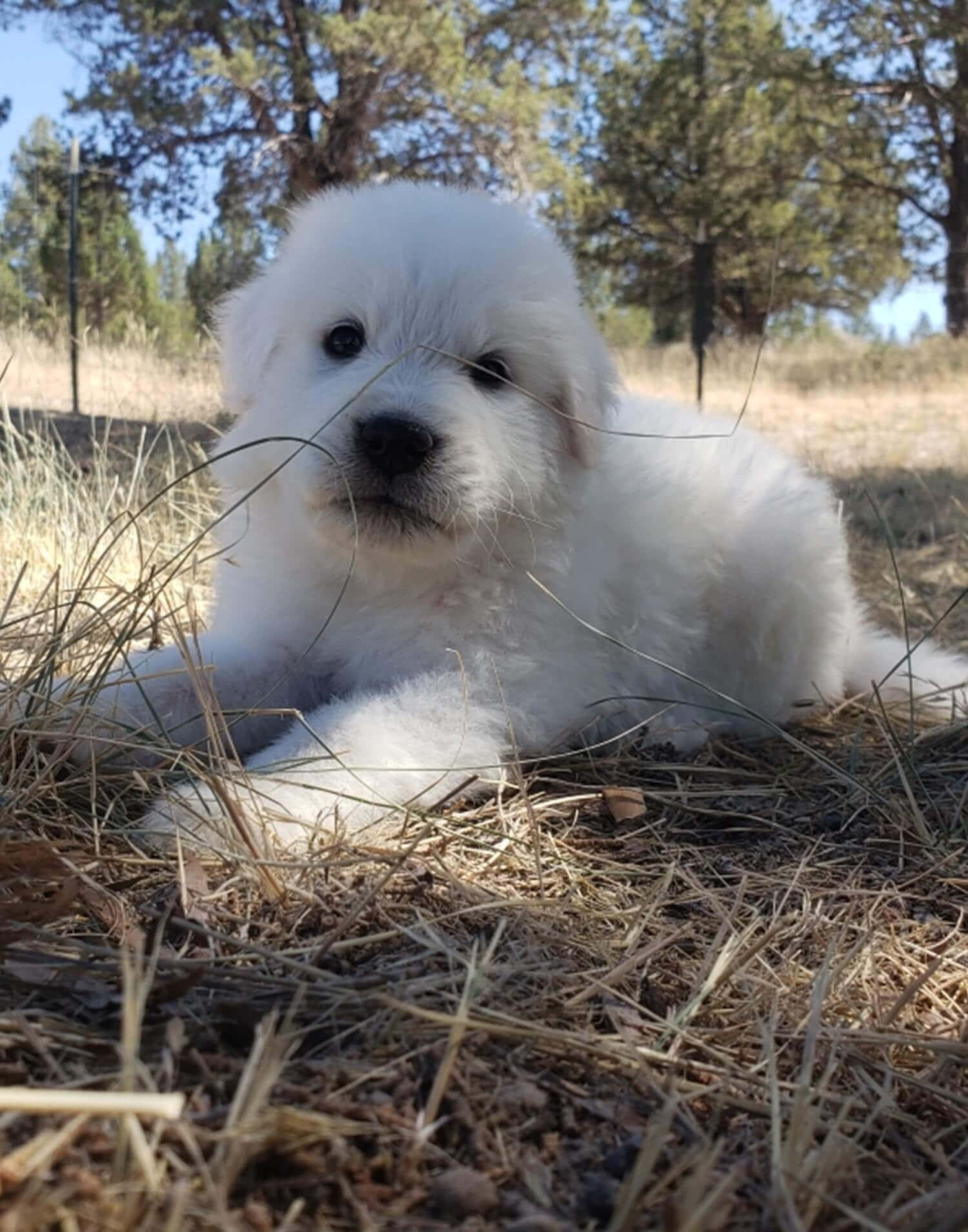 Puppies 桌布 壁紙 — 一隻毛茸茸的白色小狗在明亮的陽光下，以松樹為背景，在乾草上休息。