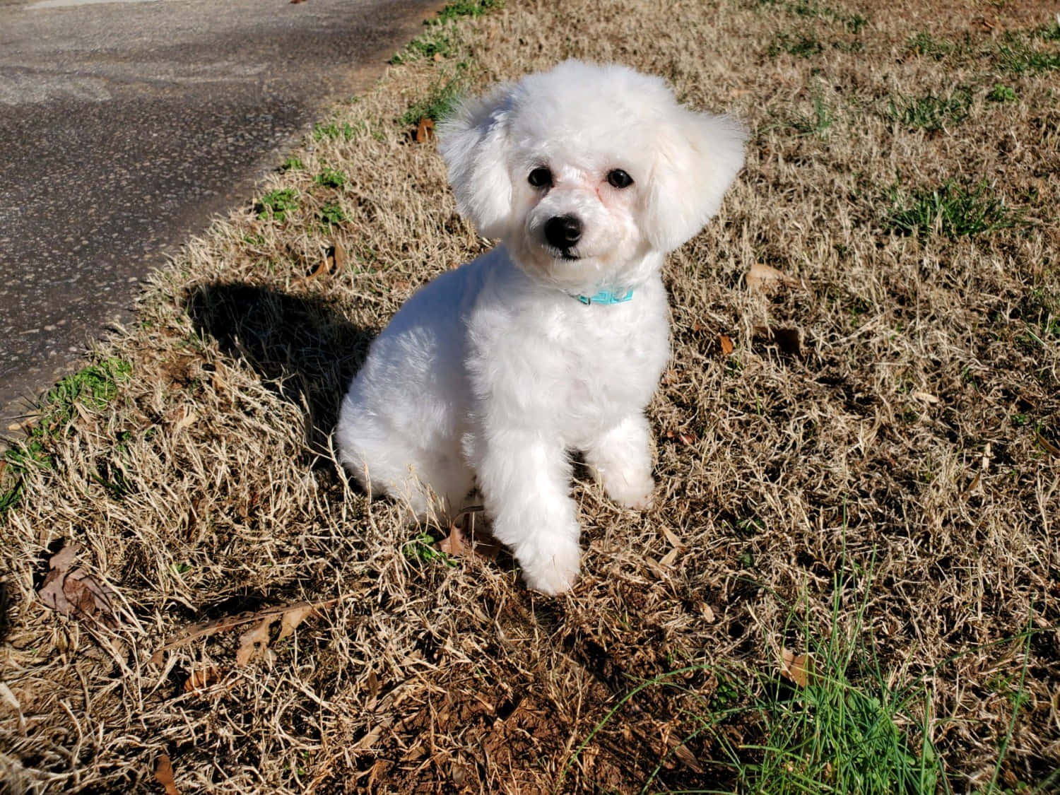 Bichon Frise 桌布 壁紙 — 一隻毛茸茸的白色小狗在明亮的陽光下警覺地坐在乾草上，旁邊是一條鋪砌的小路。