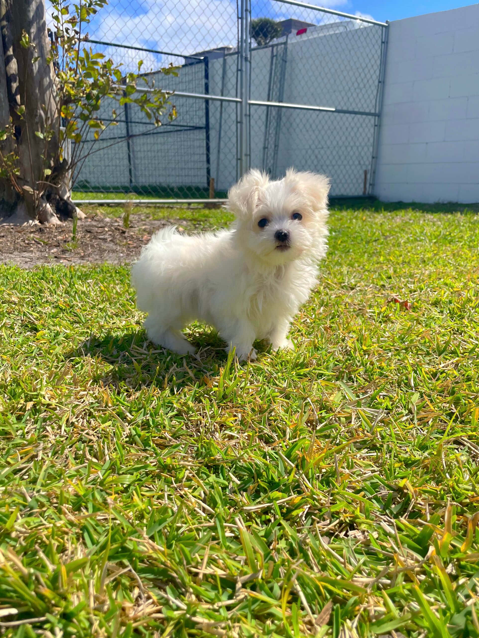 Maltese Puppies 桌布 壁紙 — 一隻毛茸茸的白色小狗在明亮的陽光下，在鮮綠色的草地上，靠近鐵絲網圍欄警覺地站著。