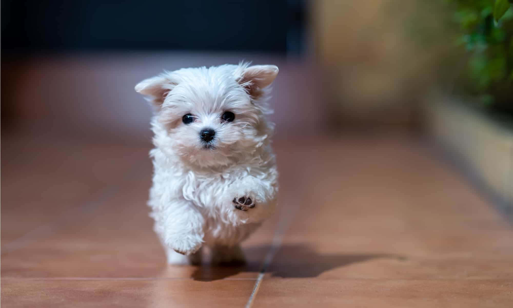 Maltese Puppies 桌布 壁紙 — 一隻毛茸茸的白色小狗在木地板上向鏡頭跑來，背景柔和模糊。