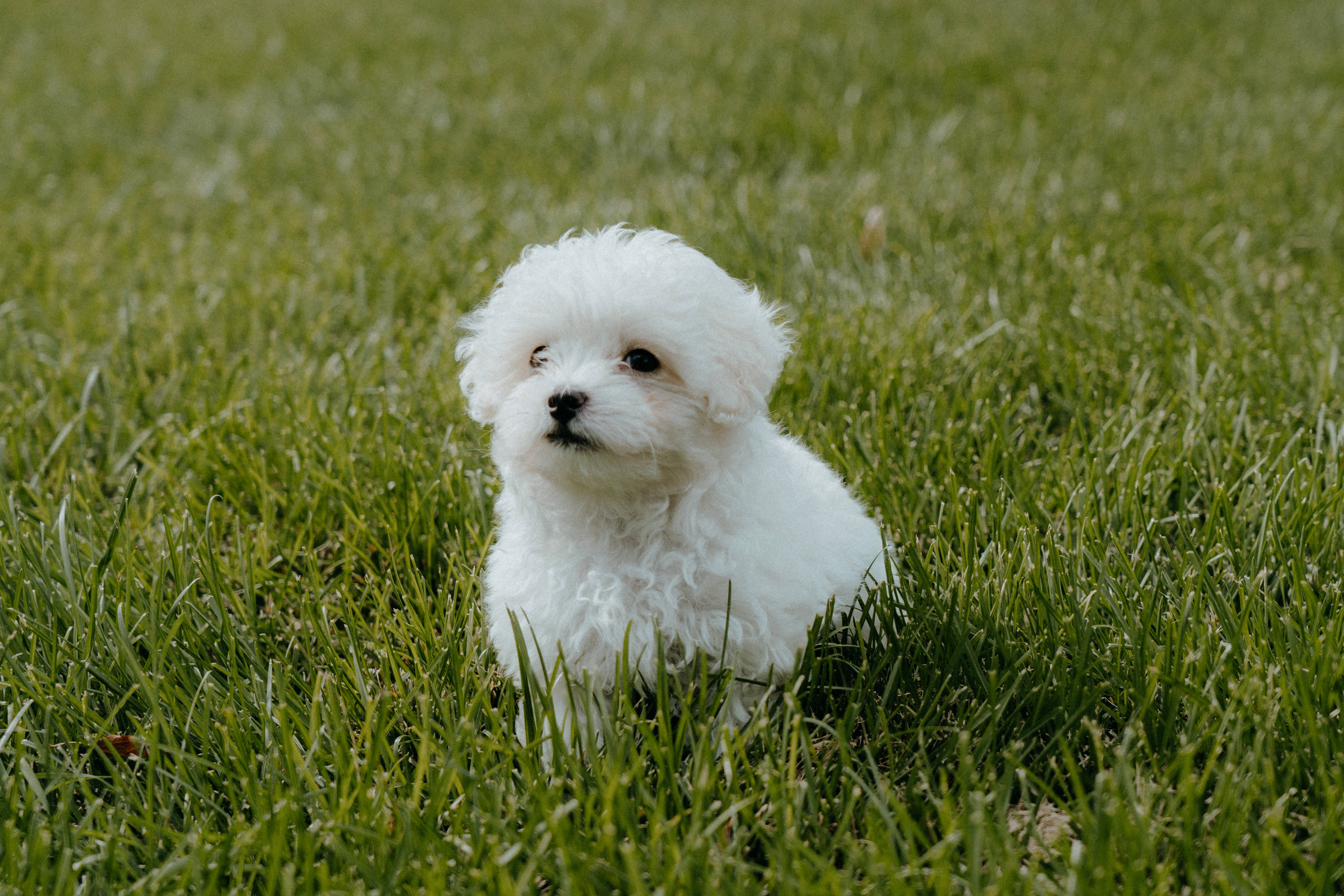 Poodle 桌布 壁紙 — 一隻毛茸茸的白色小狗在柔和的日光下警覺地坐在鮮綠色的草地上。