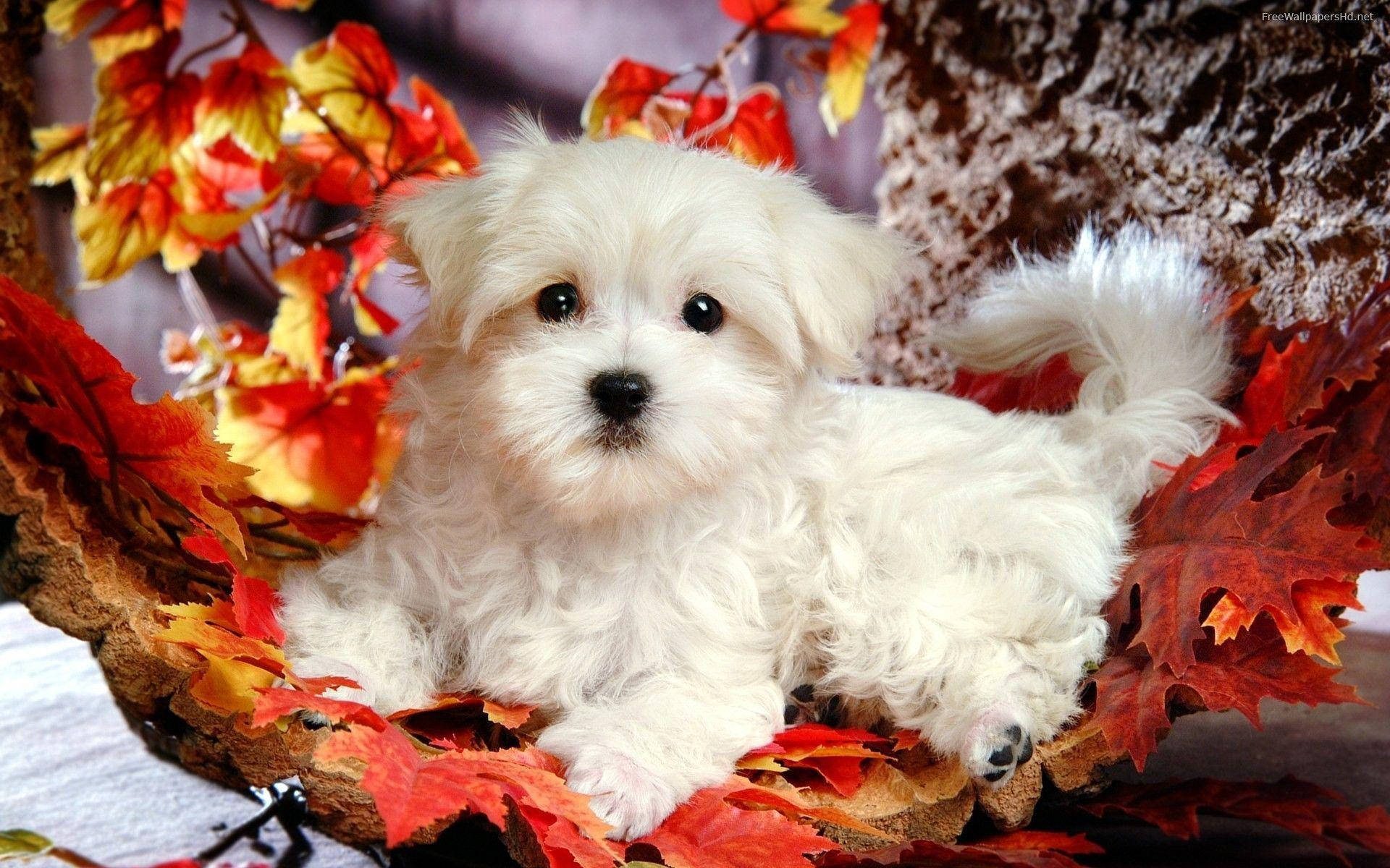 Cute Puppy 桌布 壁紙 — 一隻毛茸茸的白色小狗在樹洞中，依偎在鮮豔的紅色和橙色秋葉間休息。