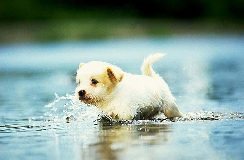 Aesthetic Dog 桌布 壁紙 — 一隻毛茸茸的白色小狗在淺水中嬉戲，充滿歡樂的能量和頑皮的尾巴。