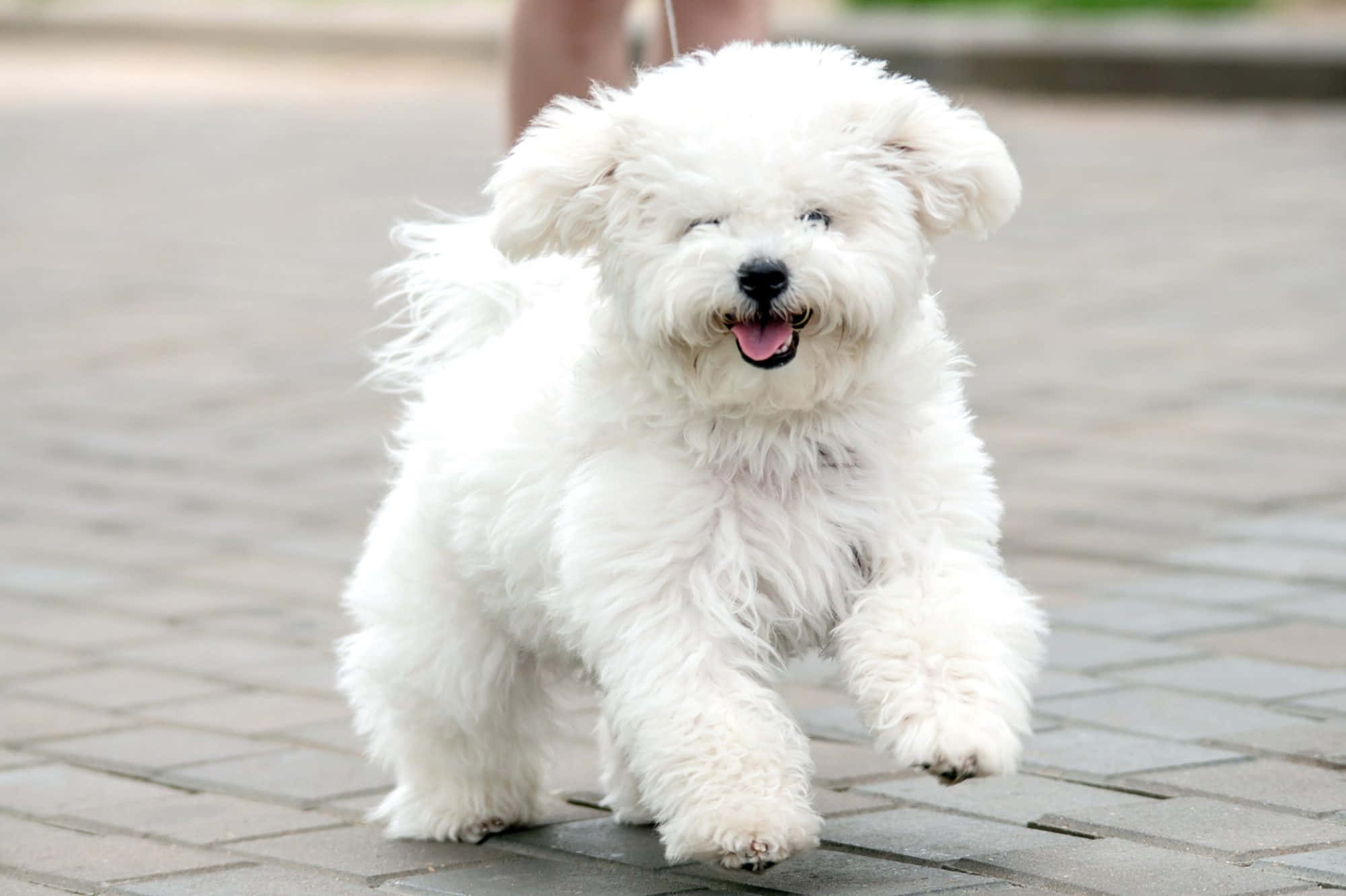 Bichon Frise 桌布 壁紙 — 一隻毛茸茸的白色小狗在鋪砌的人行道上快樂地奔跑，舌頭伸出，眼睛半閉，充滿喜悅。
