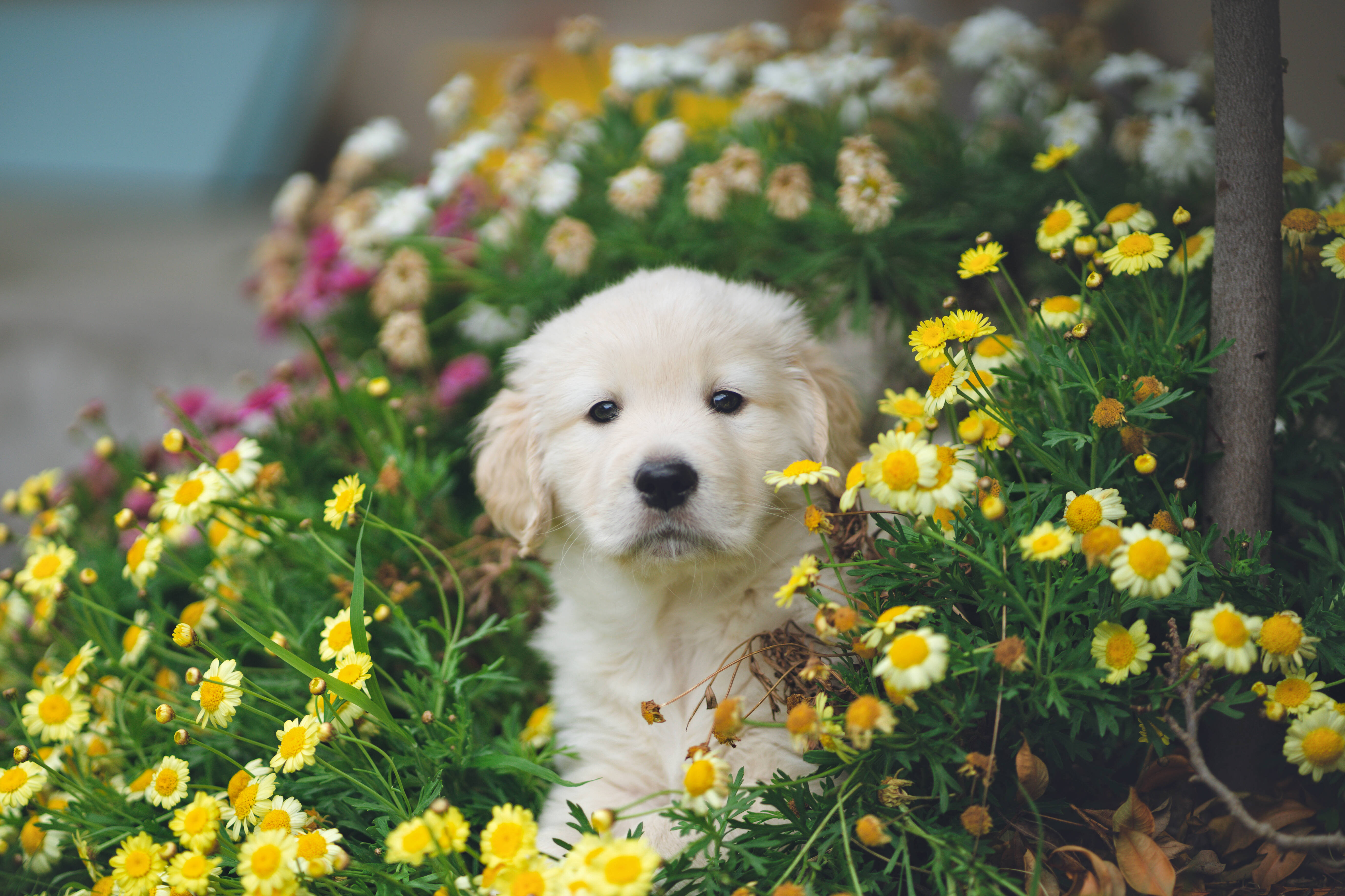 黃金獵犬 桌布 壁紙 — 一隻毛茸茸的白色小狗在陽光明媚的花園中，從一片鮮豔的黃色和粉紅色雛菊花床後面好奇地探出頭來。