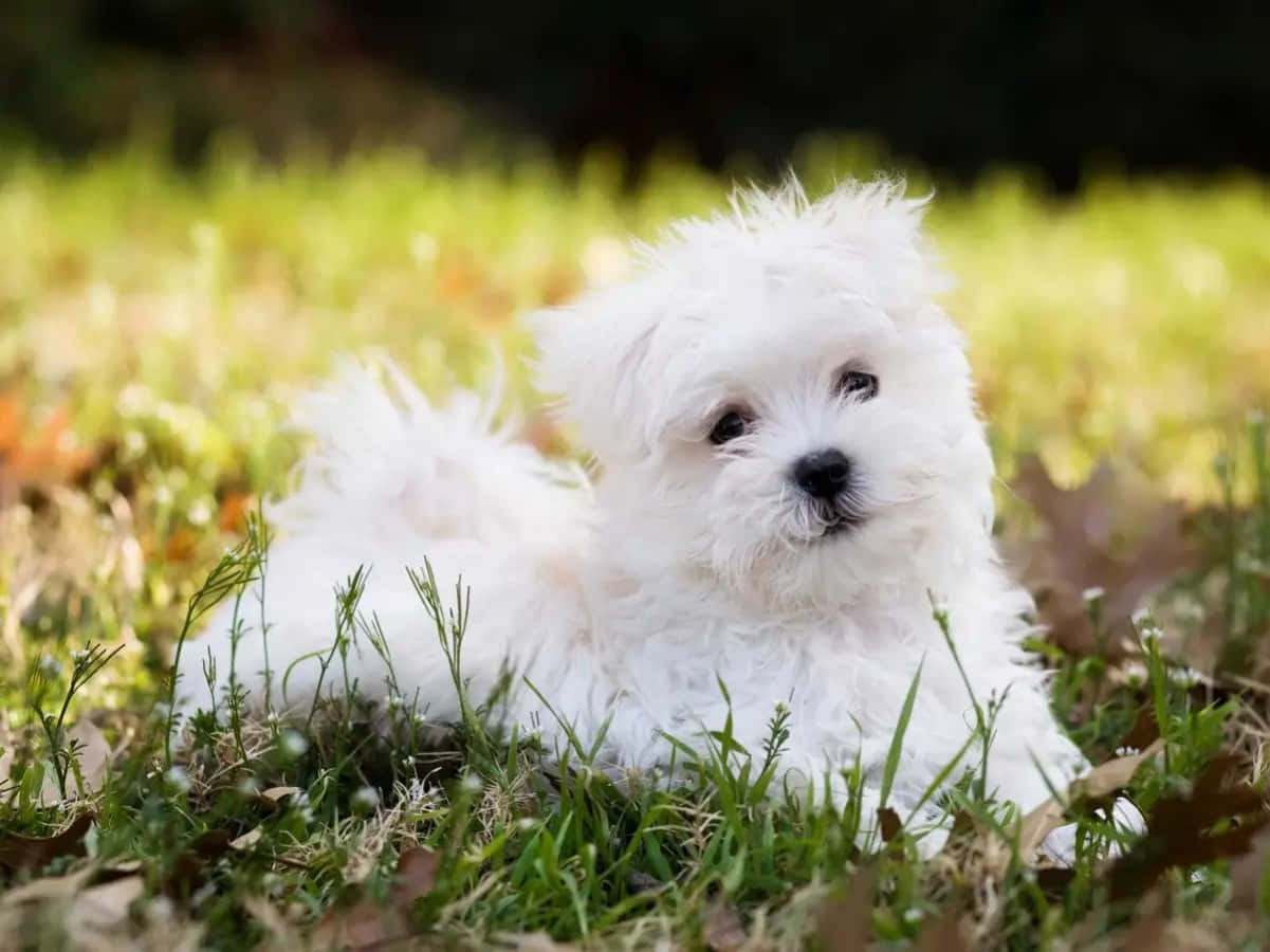 Maltese Puppy 桌布 壁紙 — 一隻毛茸茸的白色小狗在陽光照耀的草地上休息，背景柔和模糊。