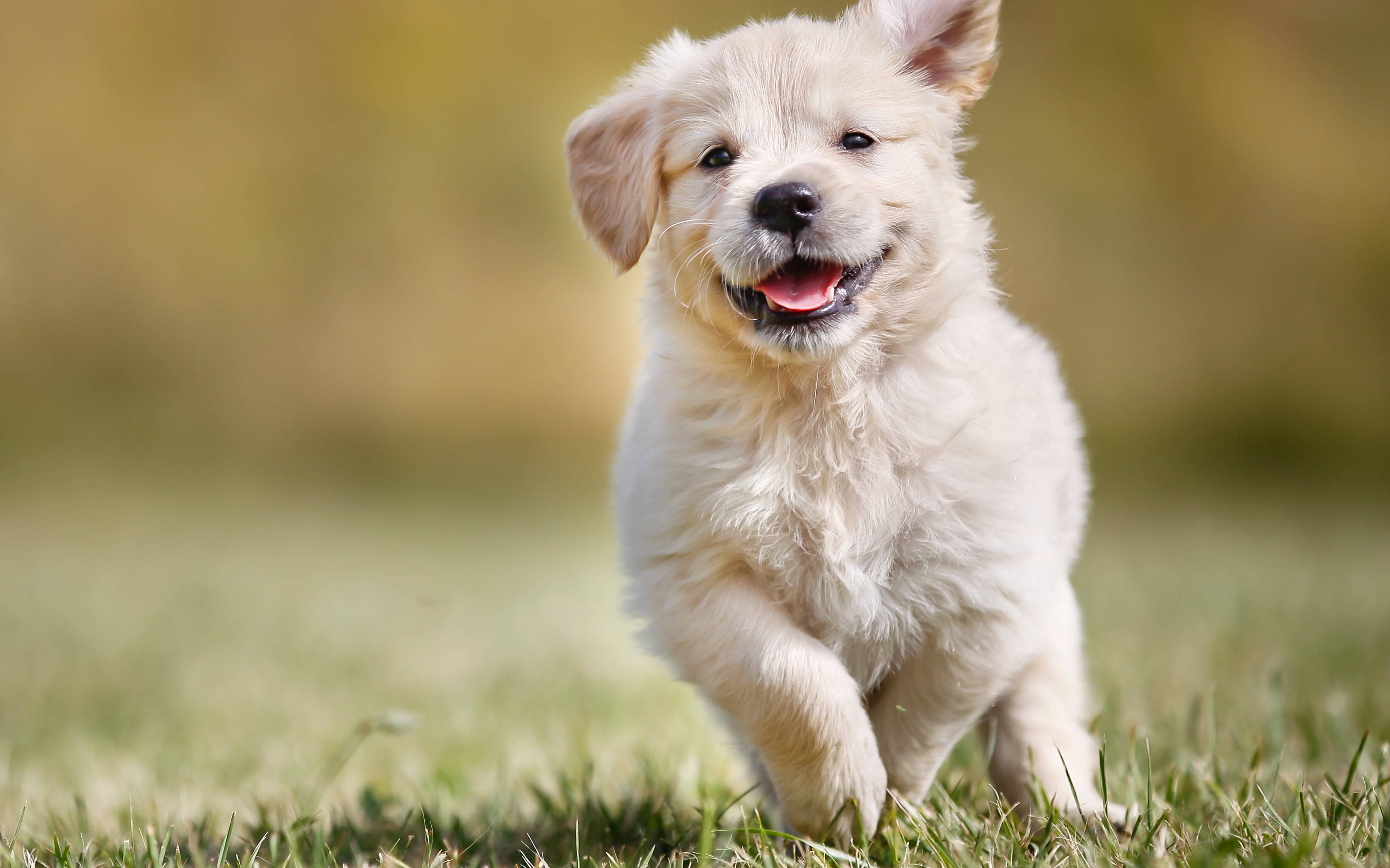 黃金獵犬幼犬 桌布 壁紙 — 一隻毛茸茸的白色小狗在陽光照耀的草地上張開嘴快樂地跑向鏡頭。
