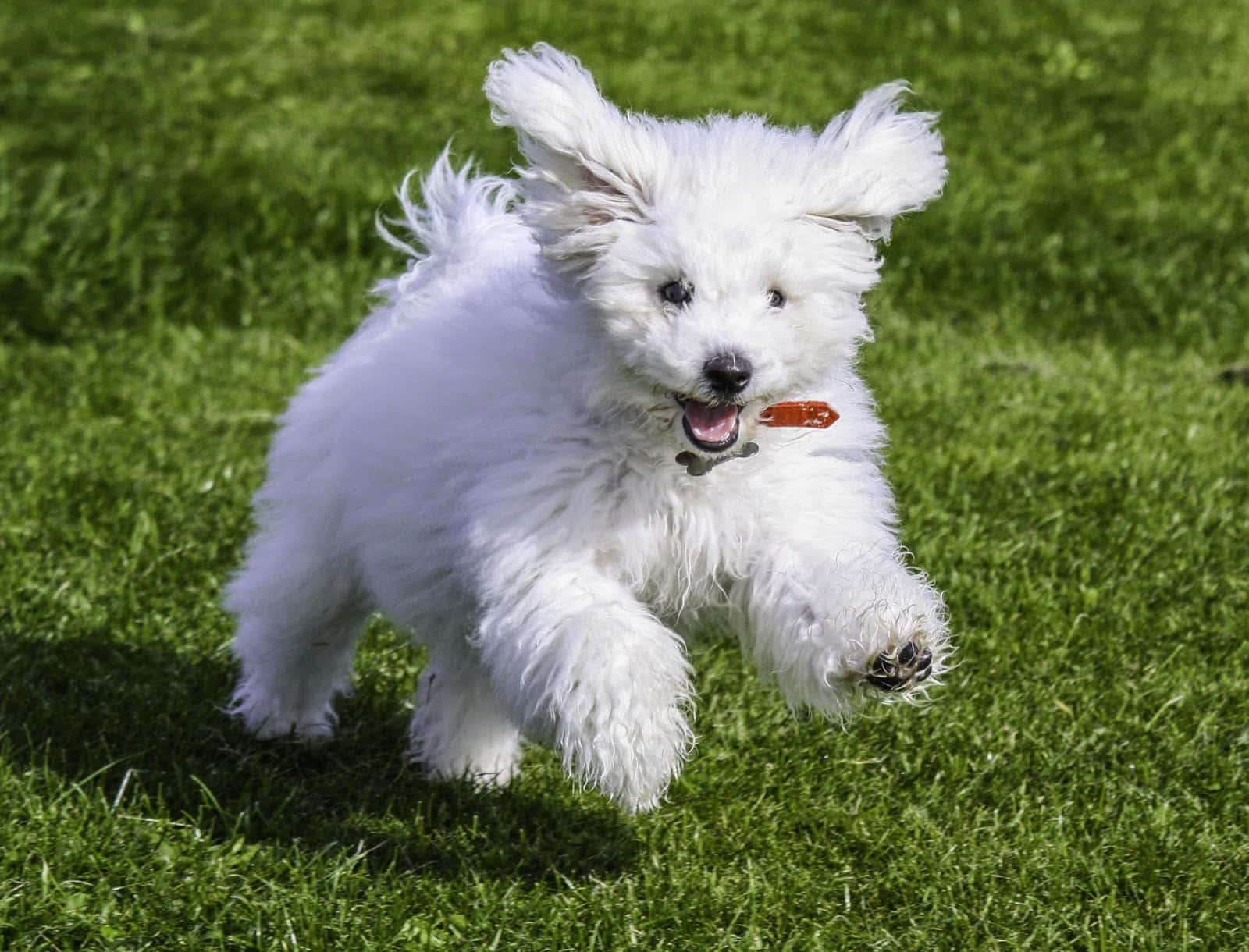 Bichon Frise 桌布 壁紙 — 一隻毛茸茸的白色小狗在鮮綠色的草地上快樂地跳躍，耳朵飛揚，舌頭伸出。