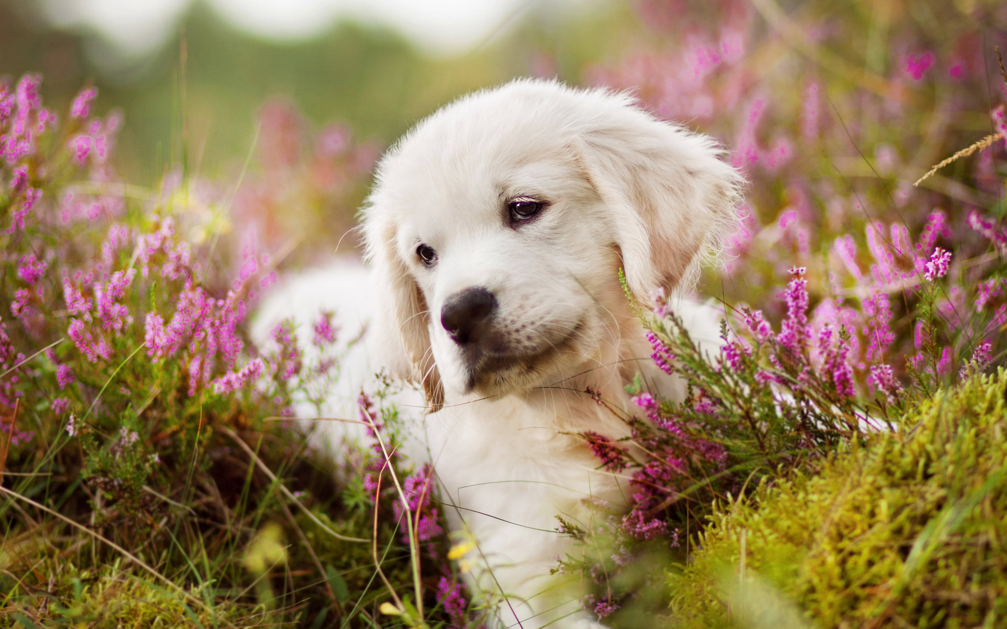 黃金獵犬幼犬 桌布 壁紙 — 一隻毛茸茸的白色小狗在鮮豔的粉紅色石楠花和綠色苔蘚中，於柔和的自然環境中休息。