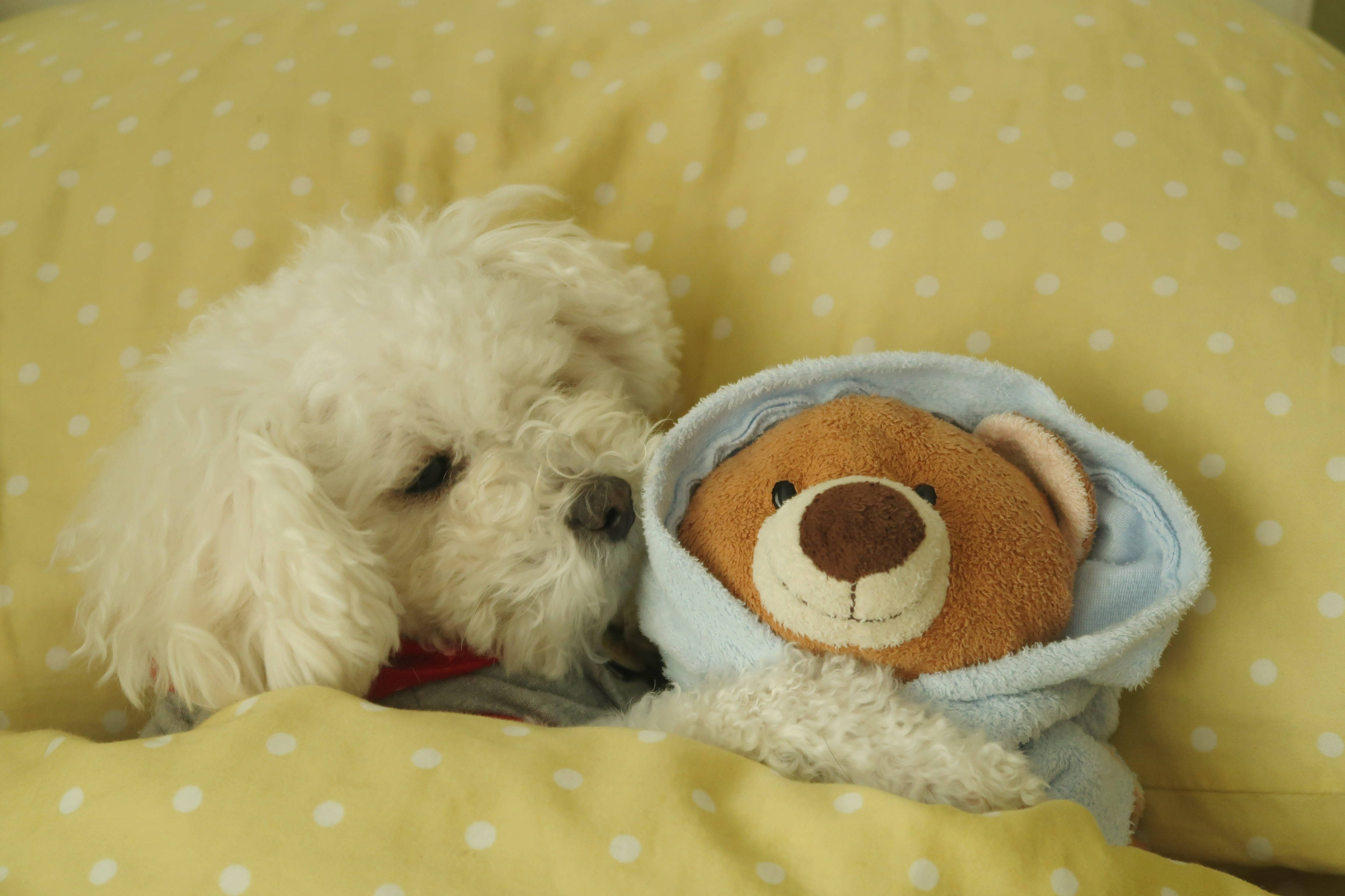Cute Bear 桌布 壁紙 — 一隻毛茸茸的白色小狗在黃色圓點床上，旁邊有一隻用藍色毛巾包裹的棕色泰迪熊，安詳地睡著。
