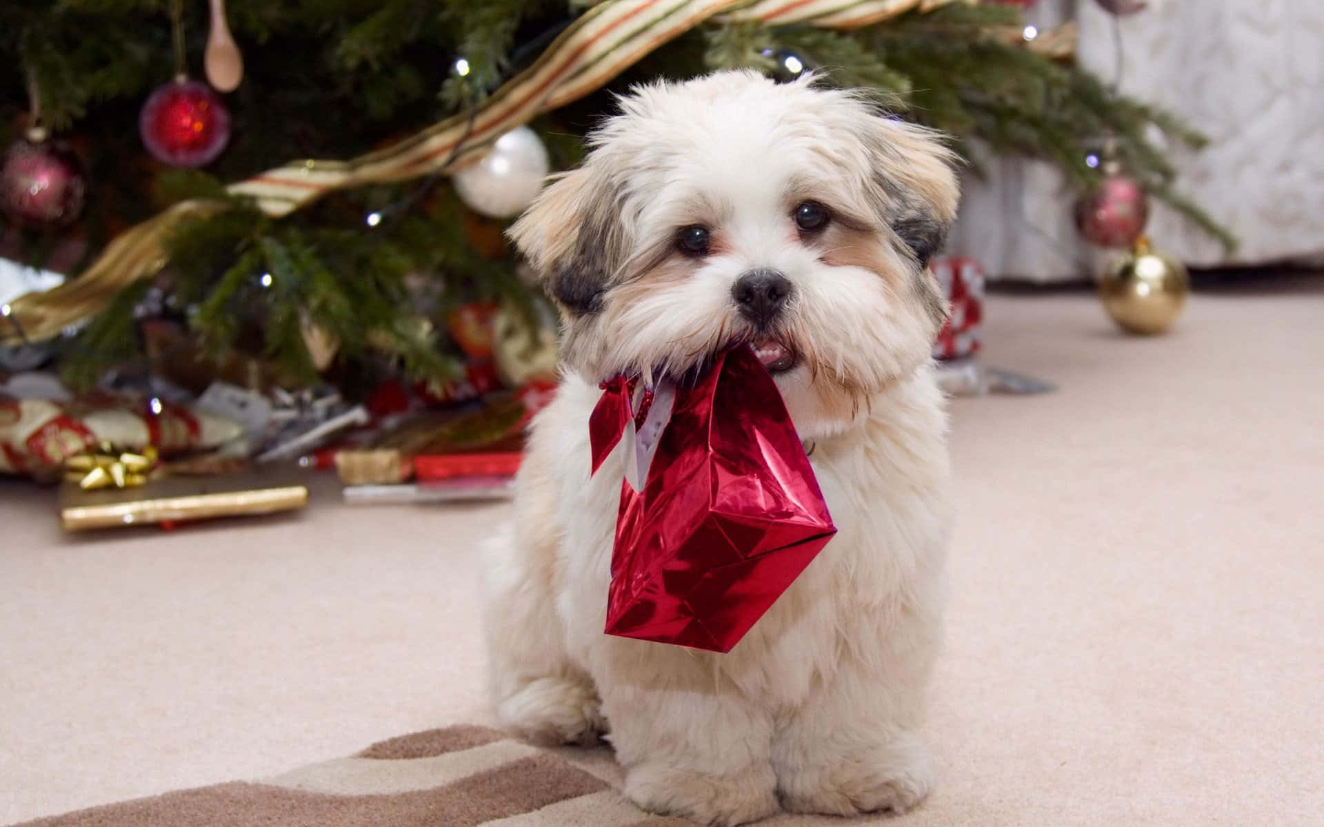 shih tzu 桌布 壁紙 — 一隻毛茸茸的白色小狗坐在地毯上，在裝飾好的聖誕樹前拿著一個閃亮的紅色禮物袋。