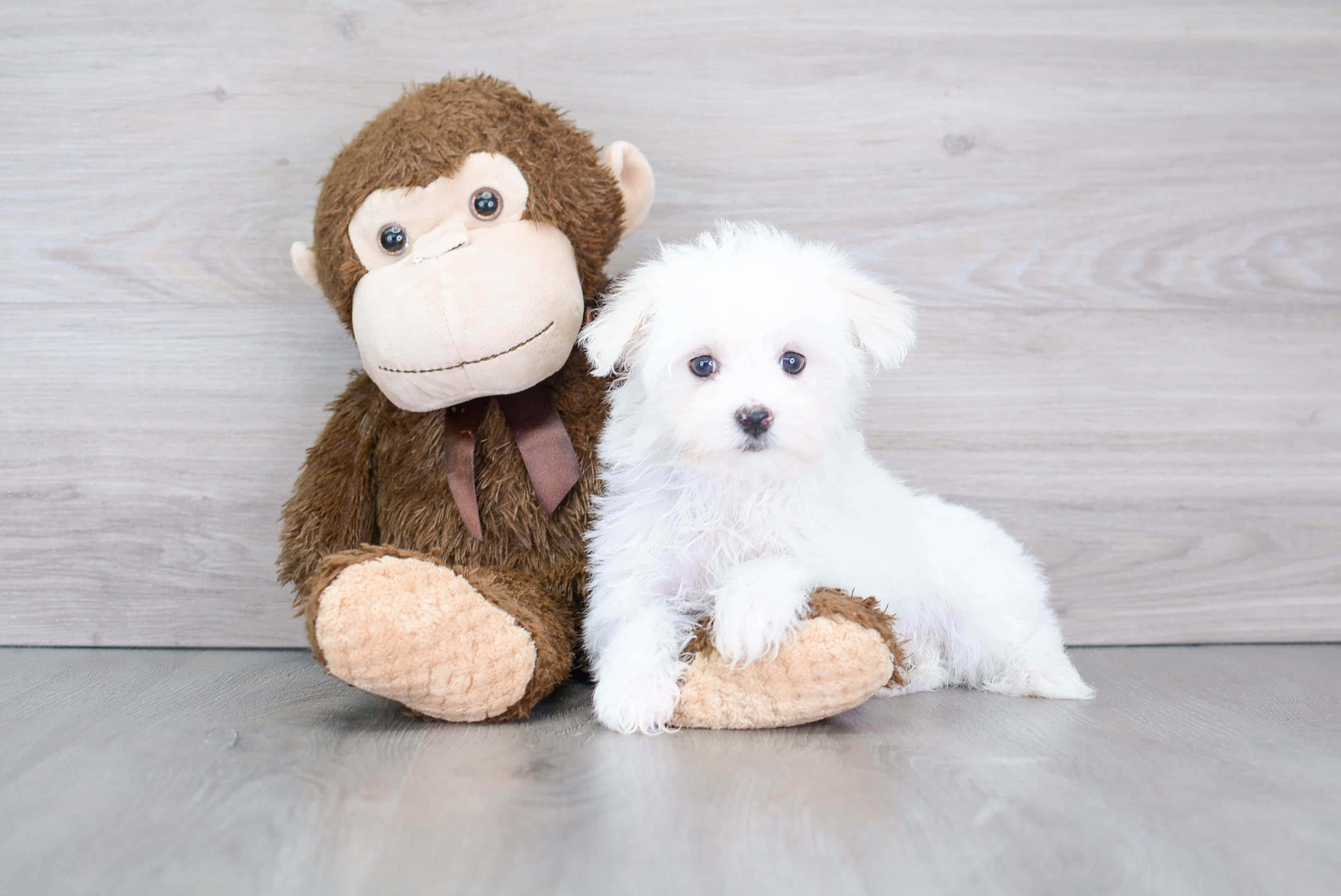 Maltese Puppies 桌布 壁紙 — 一隻毛茸茸的白色小狗坐在淺色木地板上，旁邊放著一個棕色毛絨猴子玩具，背景是相配的牆壁。