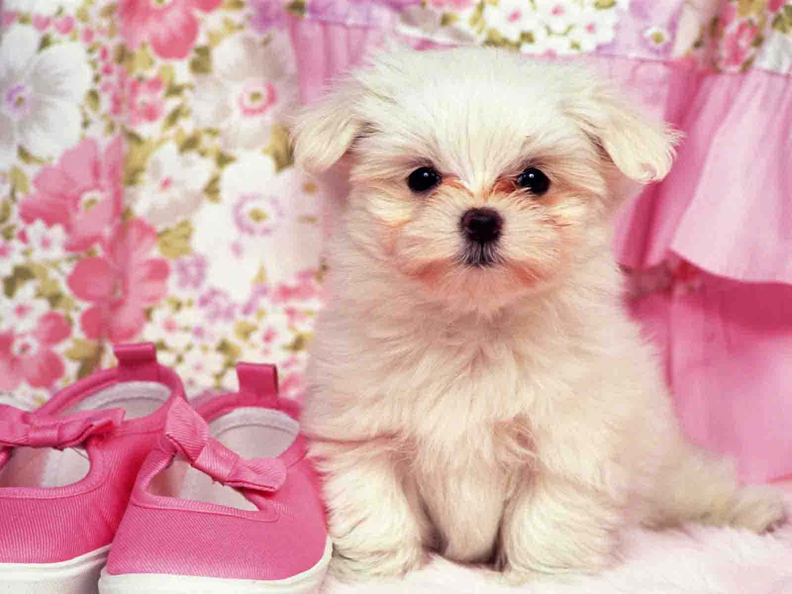 Pink Puppies 桌布 壁紙 — 一隻毛茸茸的白色小狗坐在粉紅色鞋子旁邊，背景是粉紅色花卉圖案。