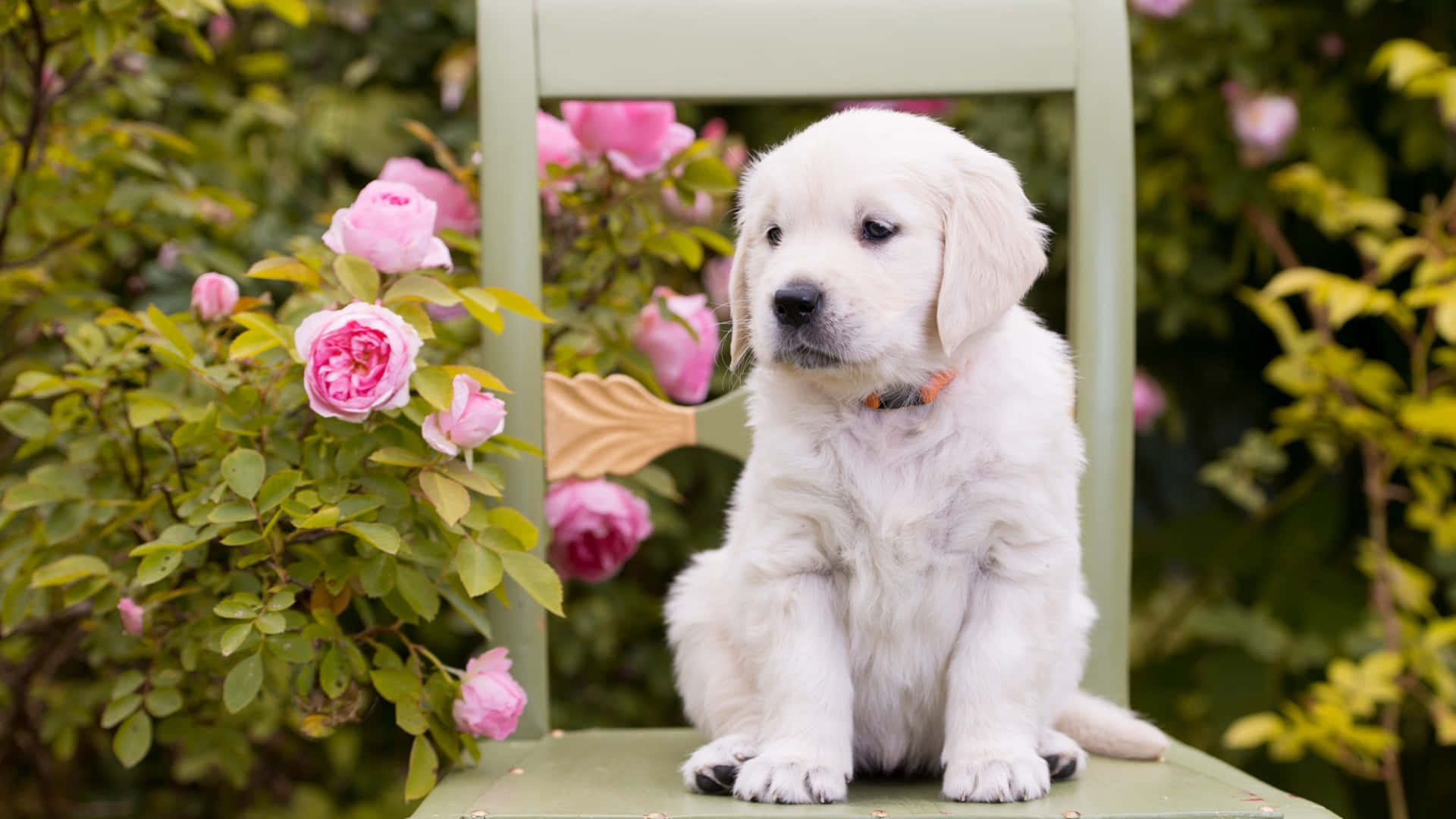 Pink Puppies 桌布 壁紙 — 一隻毛茸茸的白色小狗安詳地坐在綠色椅子上，周圍是盛開的粉紅玫瑰，在茂盛的花園中。