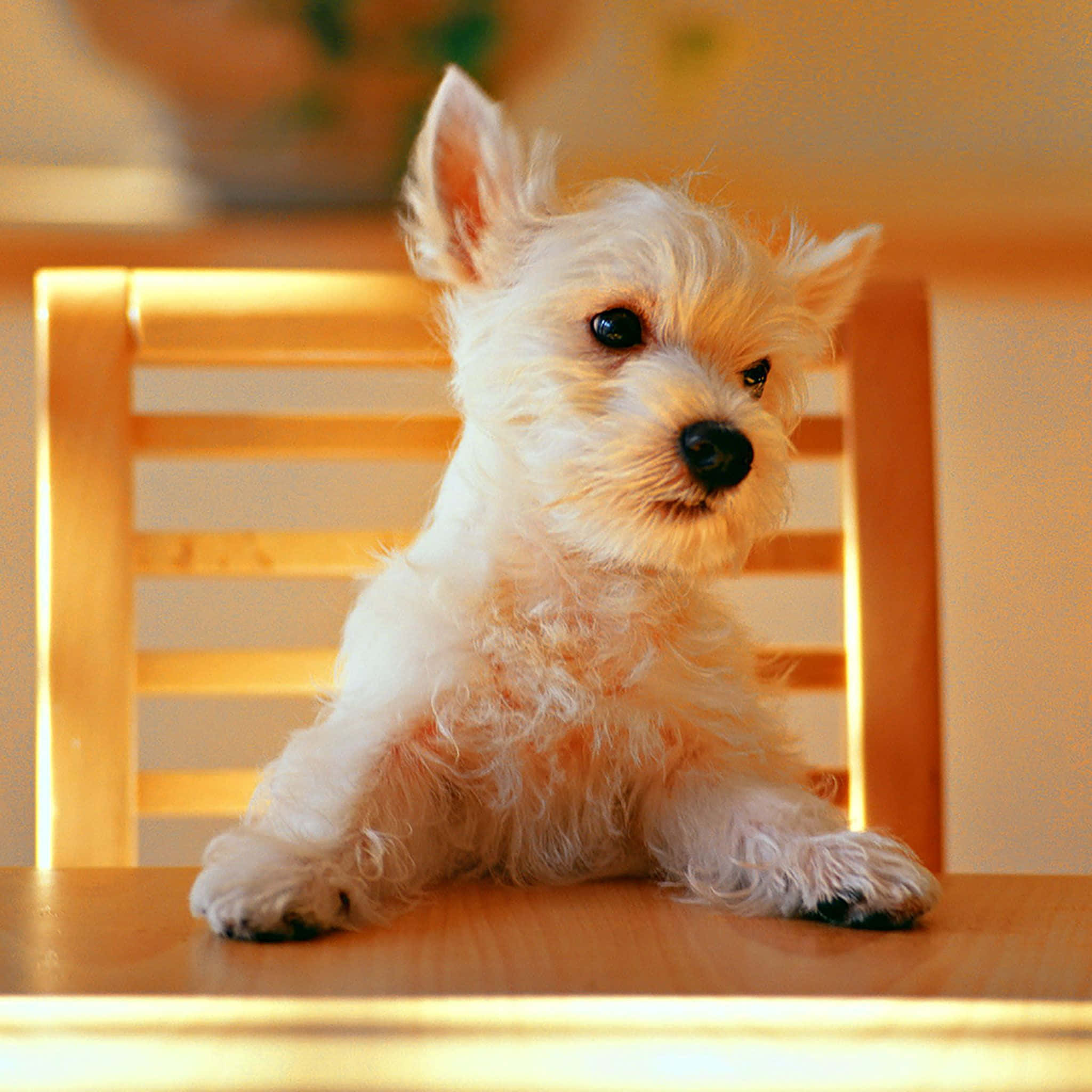 Cute Aesthetic Dog 桌布 壁紙 — 一隻毛茸茸的白色小狗專注地坐在一張沐浴在溫暖金色陽光下的木椅上。