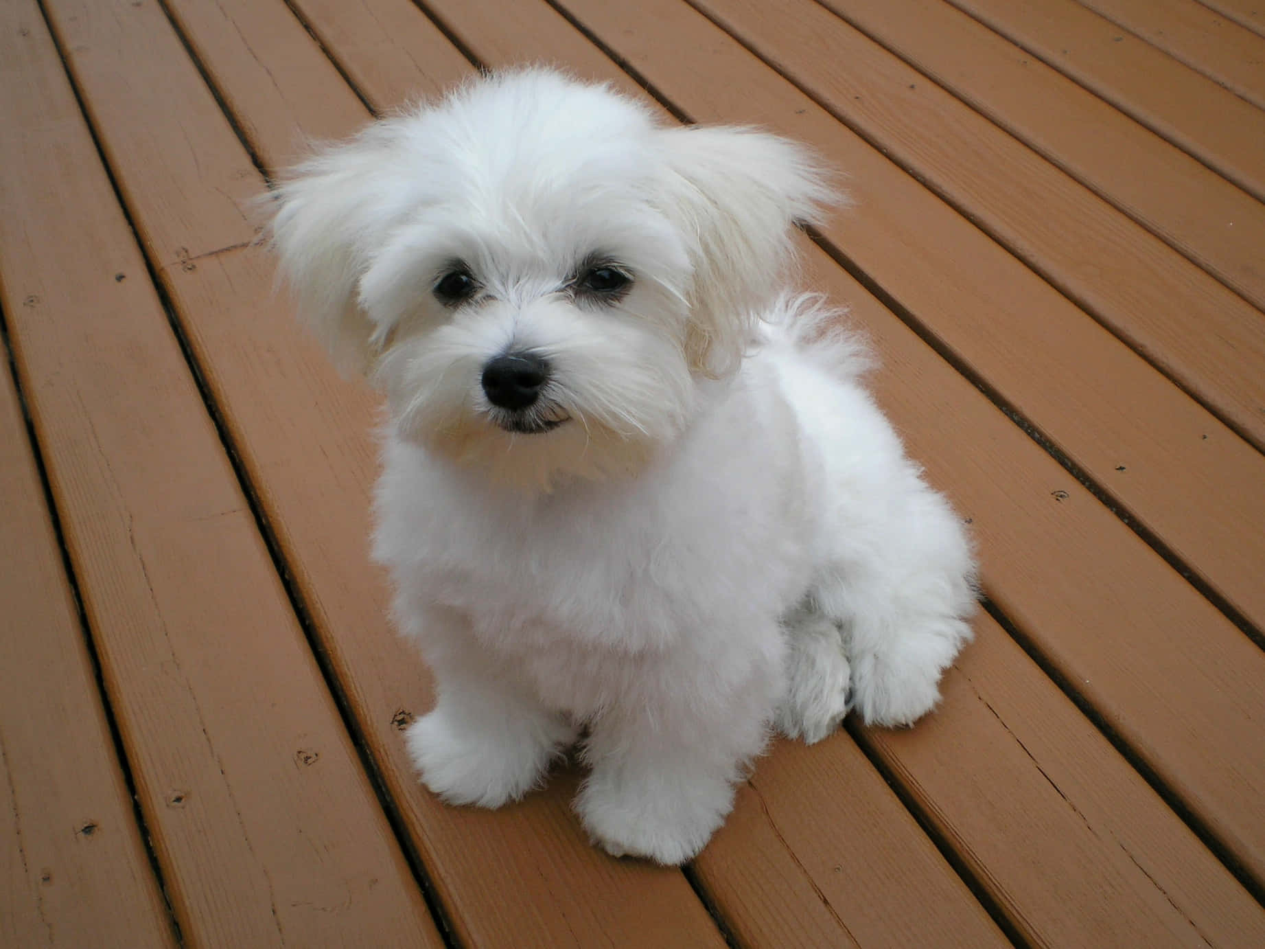 Maltese Puppies 桌布 壁紙 — 一隻毛茸茸的白色小狗專注地坐在溫暖的棕色木甲板上，直視鏡頭。