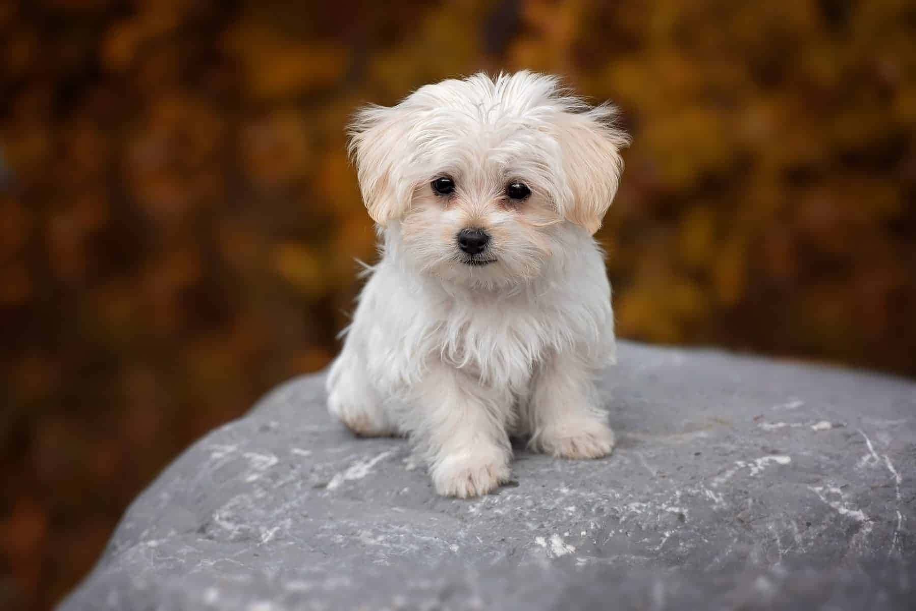 Maltese Puppy 桌布 壁紙 — 一隻毛茸茸的白色小狗專注地坐在灰色岩石上，背景是溫暖的秋季模糊效果。