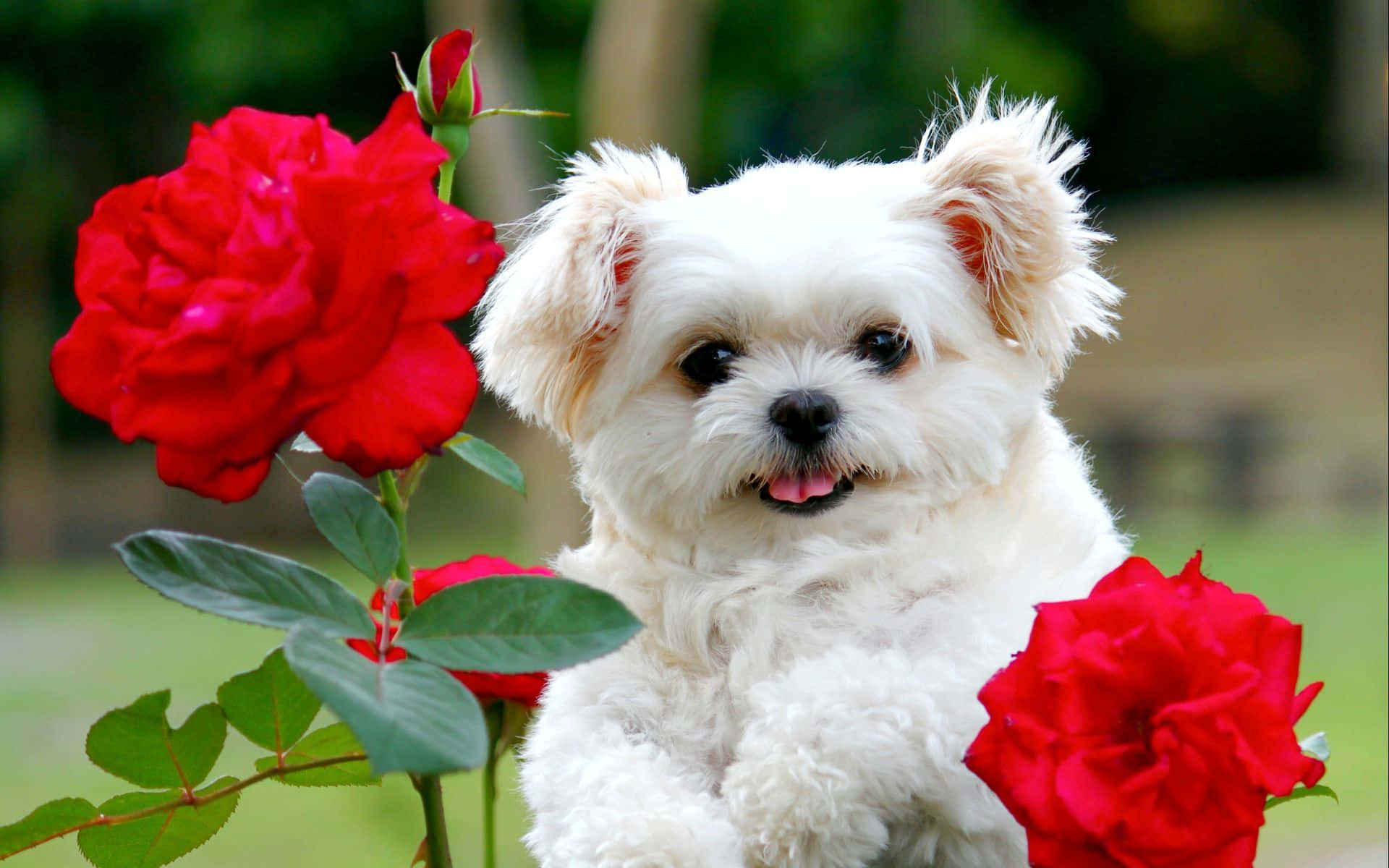 Fluffy Puppy 桌布 壁紙 — 一隻毛茸茸的白色小狗帶著開心的表情，坐在茂盛綠色花園中鮮豔的紅玫瑰旁邊。