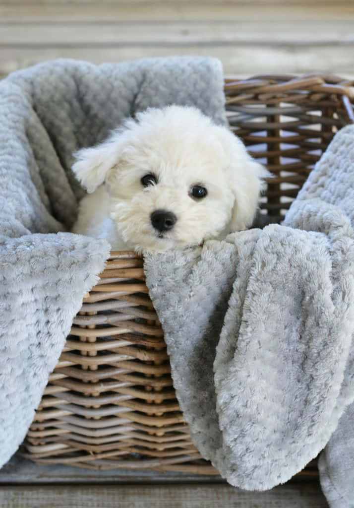 Adorable Puppy 桌布 壁紙 — 一隻毛茸茸的白色小狗從一個內襯柔軟灰色羊毛的柳條籃邊探出頭來。