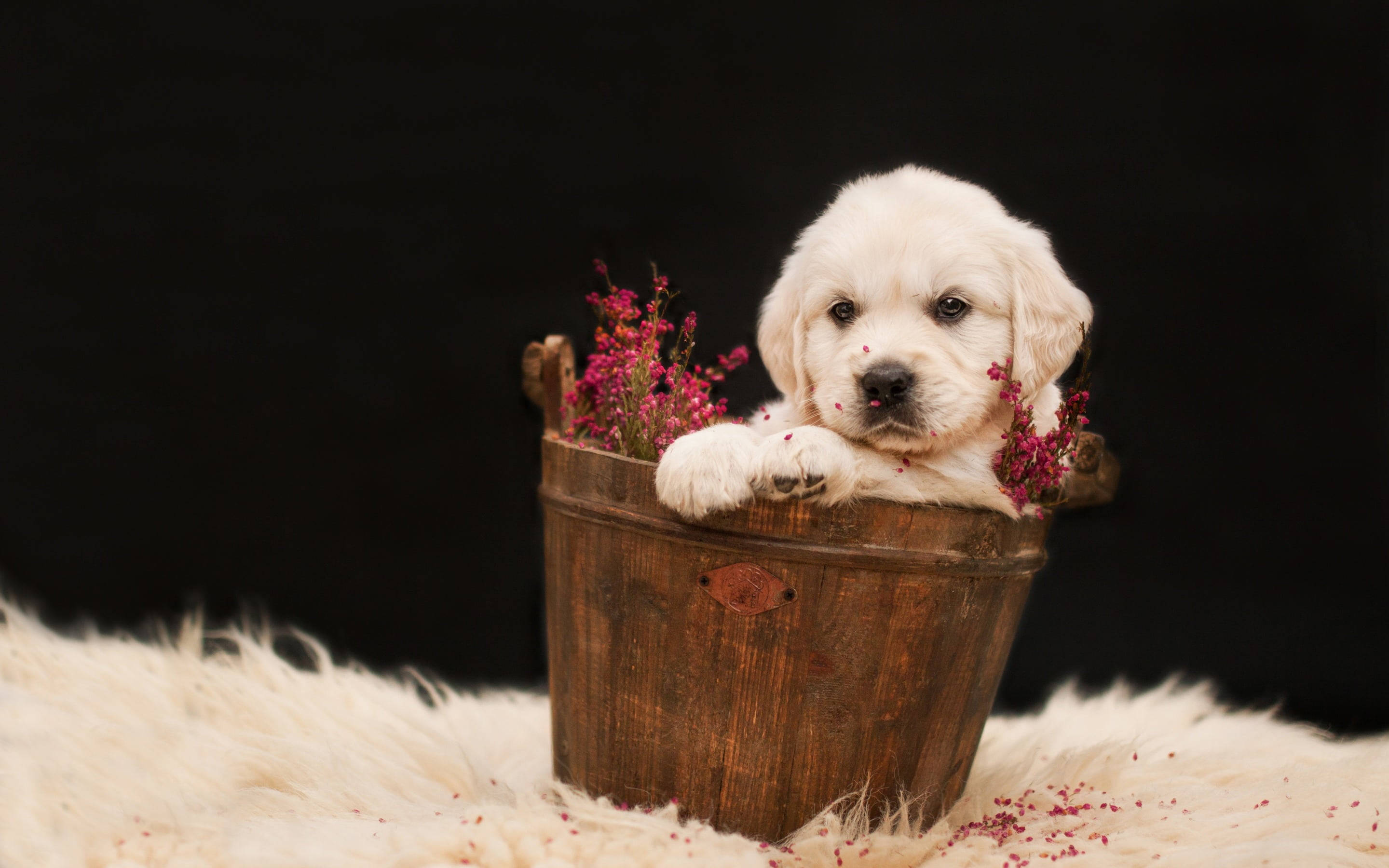 黃金獵犬幼犬 桌布 壁紙 — 一隻毛茸茸的白色小狗從一個裝滿粉紅色花朵的鄉村風格木桶邊緣探出頭來，背景為黑色。
