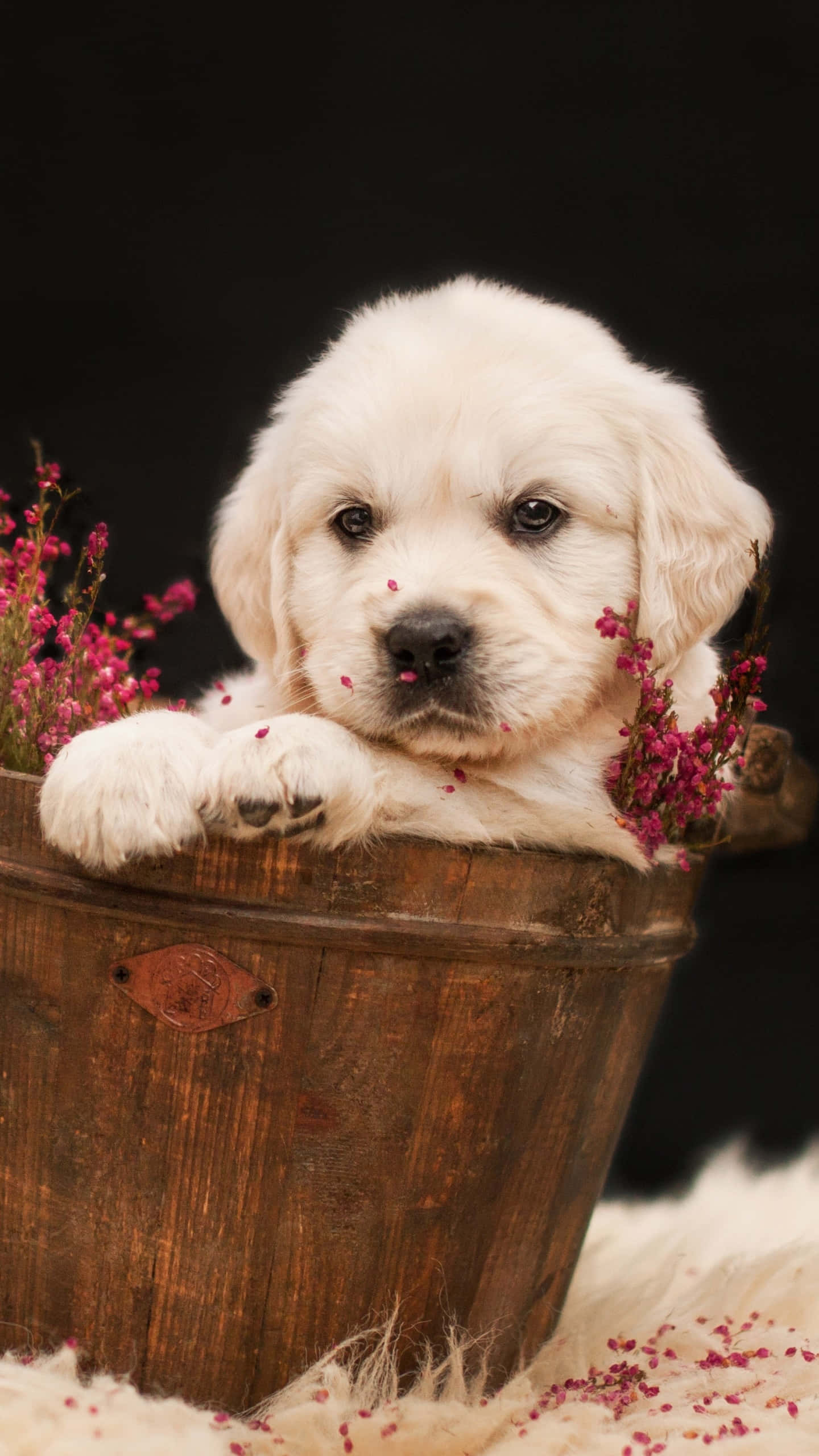 golden retriever puppy 桌布 壁紙 — 一隻毛茸茸的白色小狗從一個質樸的木桶邊緣探出頭來，周圍環繞著粉紅色的花朵，背景為黑色。