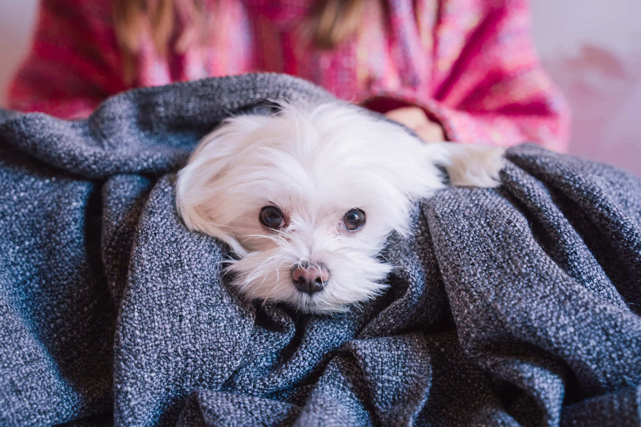 Maltese Puppies 桌布 壁紙 — 一隻毛茸茸的白色小狗從一條舒適的灰色毯子下探出頭來，毯子由一位穿著粉紅色圖案襯衫的人拿著。