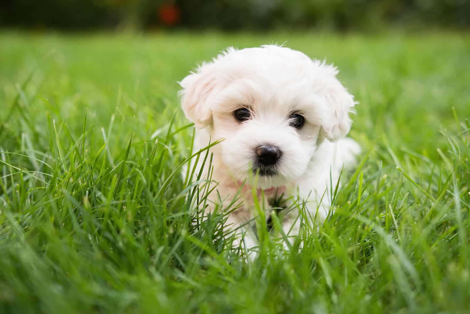 Maltese Puppies 桌布 壁紙 — 一隻毛茸茸的白色小狗從充滿活力的綠草中好奇地探出頭來，背景柔和模糊。