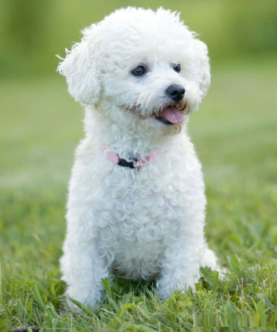 Bichon Frise 桌布 壁紙 — 一隻毛茸茸的白色小狗戴著粉紅色項圈，開心地坐在鮮綠色的草地上，伸出舌頭，看起來很開心。