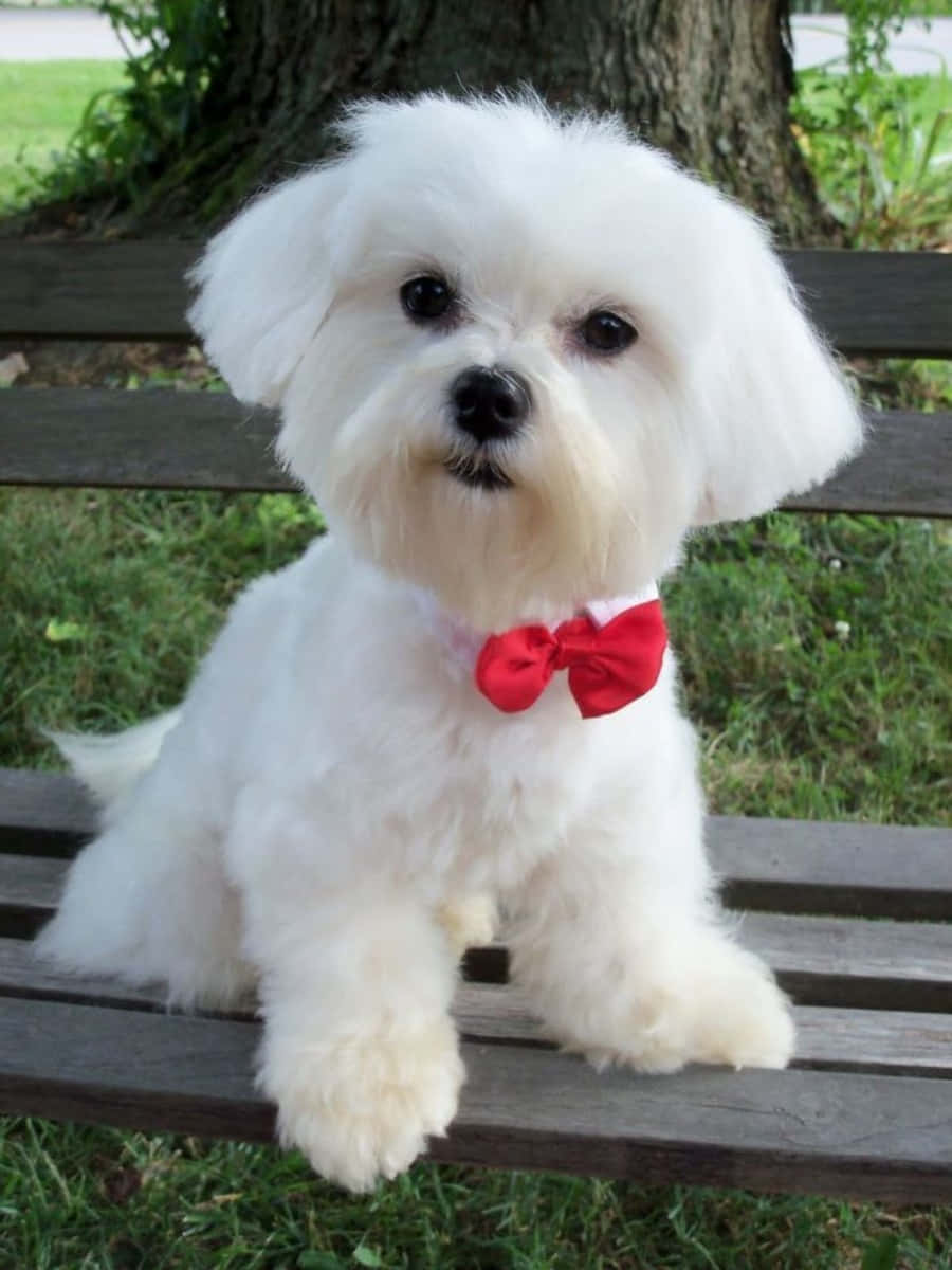 Maltese Puppy 桌布 壁紙 — 一隻毛茸茸的白色小狗戴著紅色蝴蝶結，專注地坐在公園草地上的木長椅上。